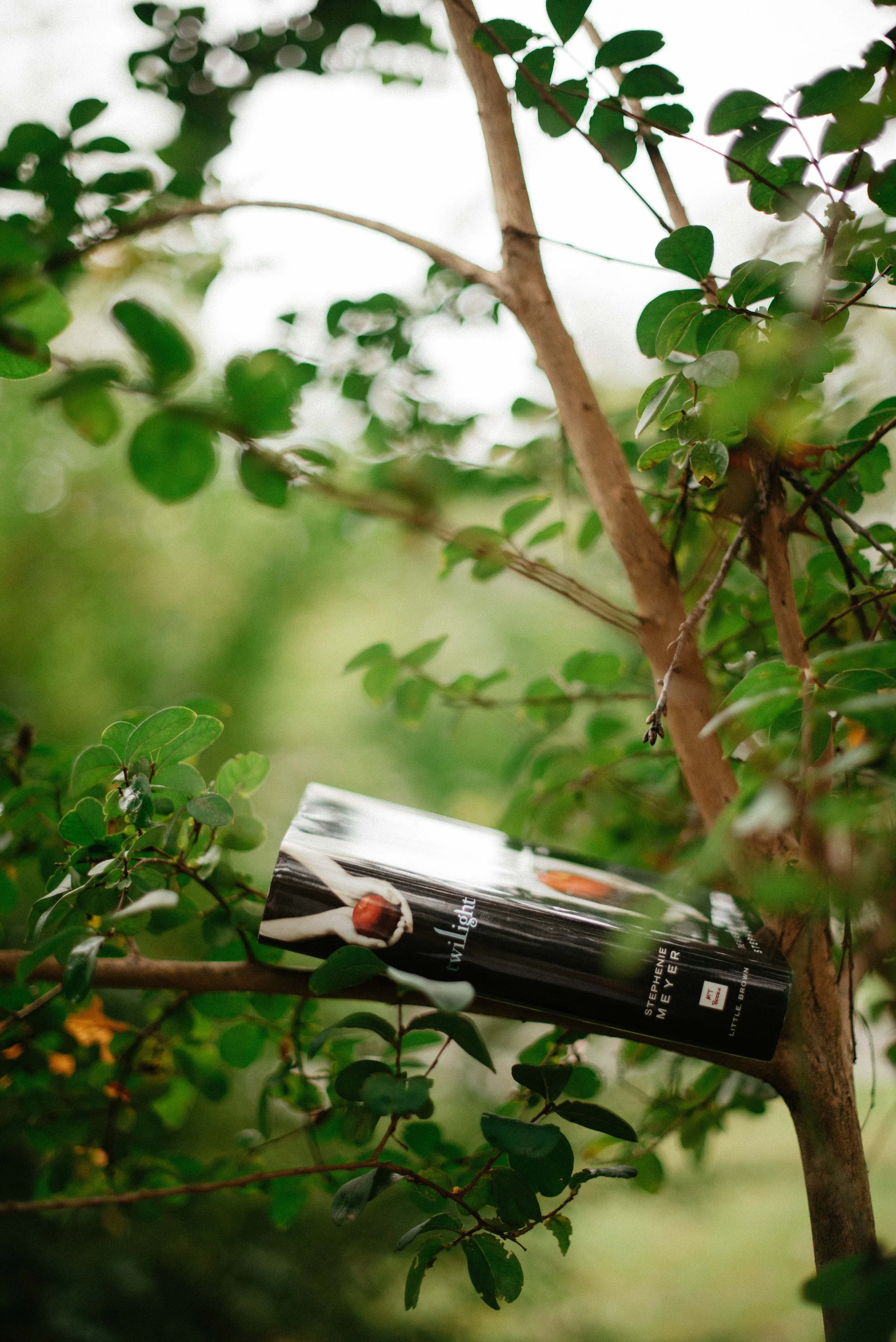 twilight-book-in-tree-branches-leaves.jpg