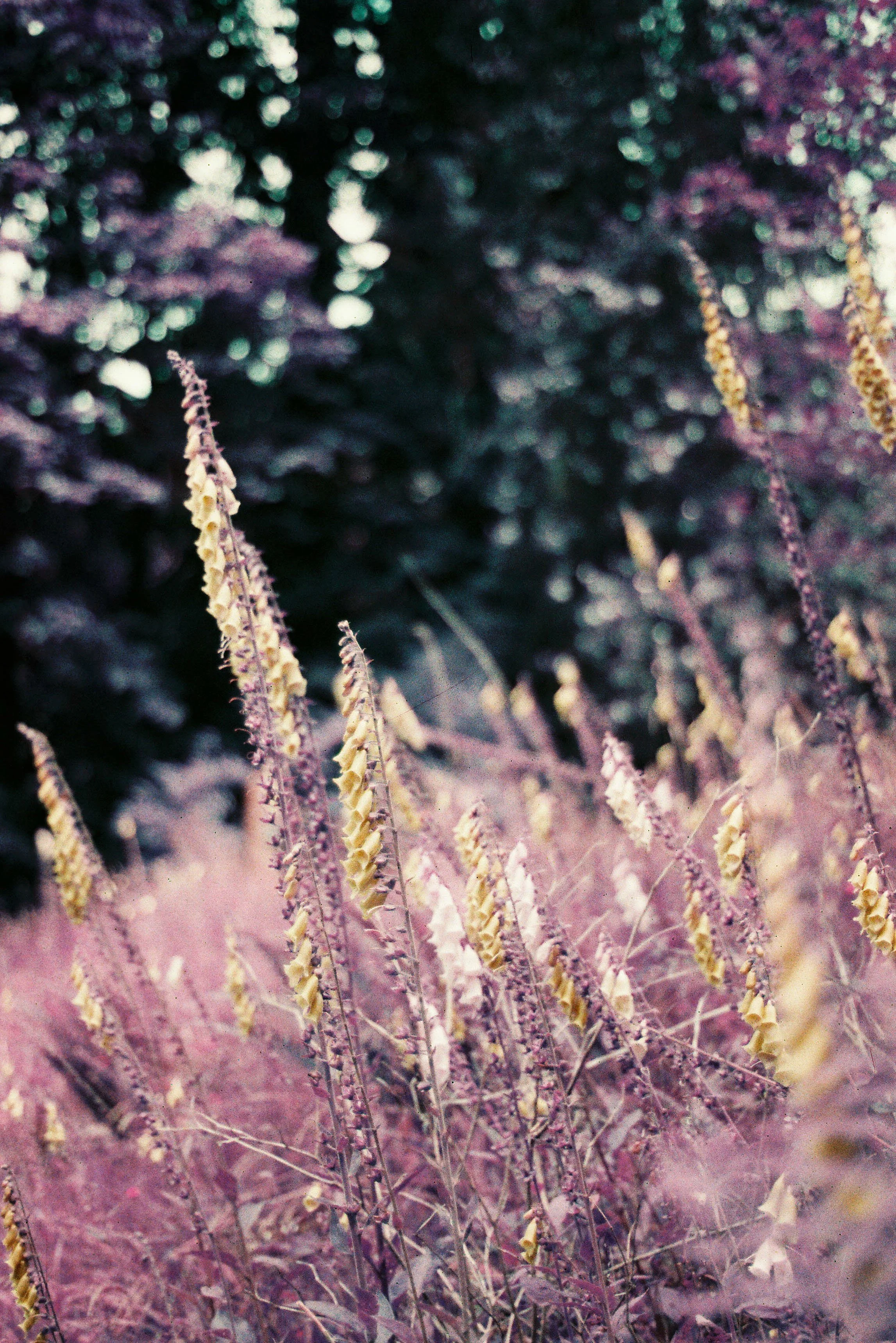 pnw120-lomo-purple-flowers-washington.jpg