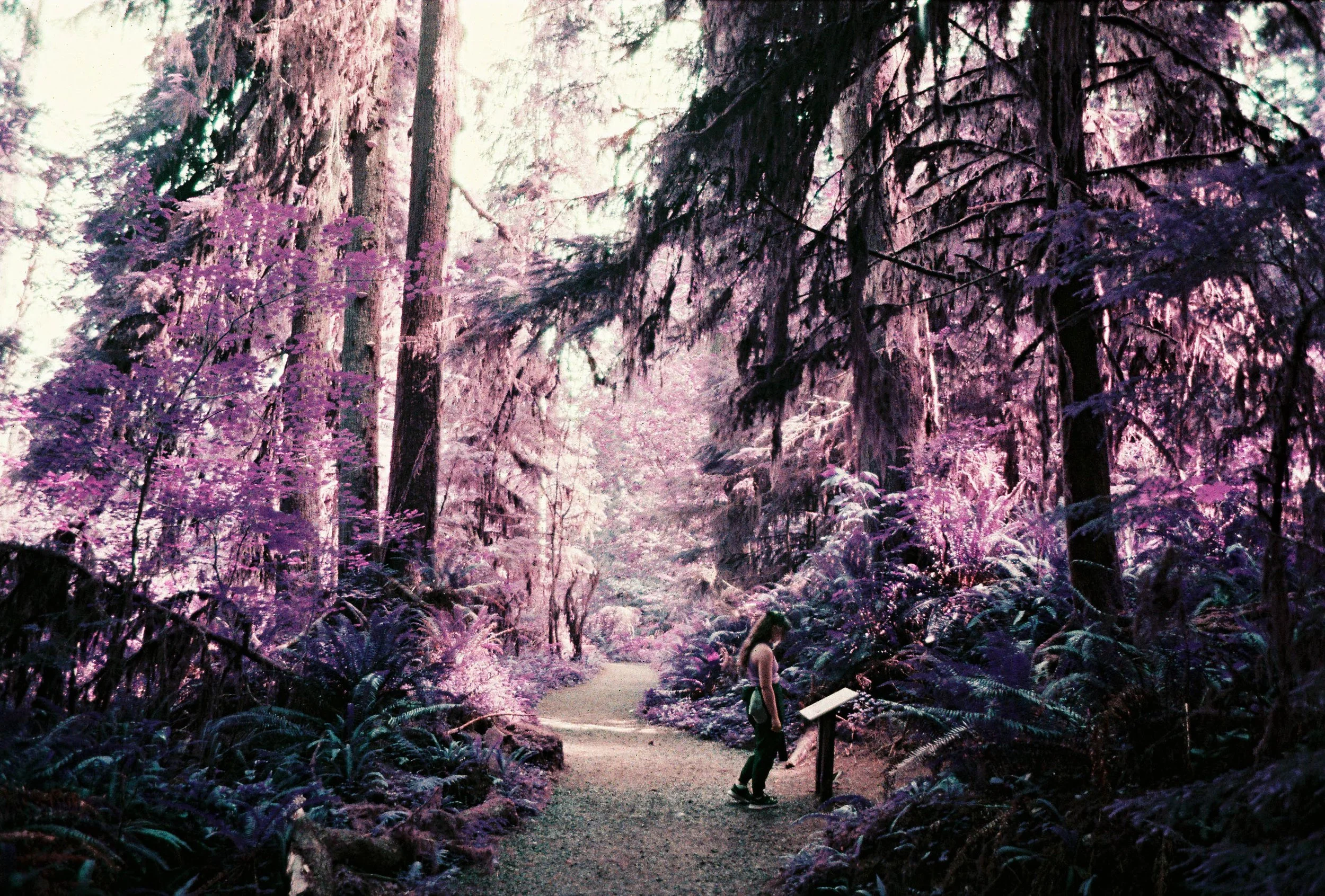 pnw89-lomo-purple-trees-quinault-rainforest-washington.jpg