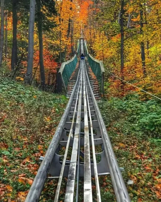 A narrow suspension bridge with metal tracks crossing through a forest with colorful fall trees.
