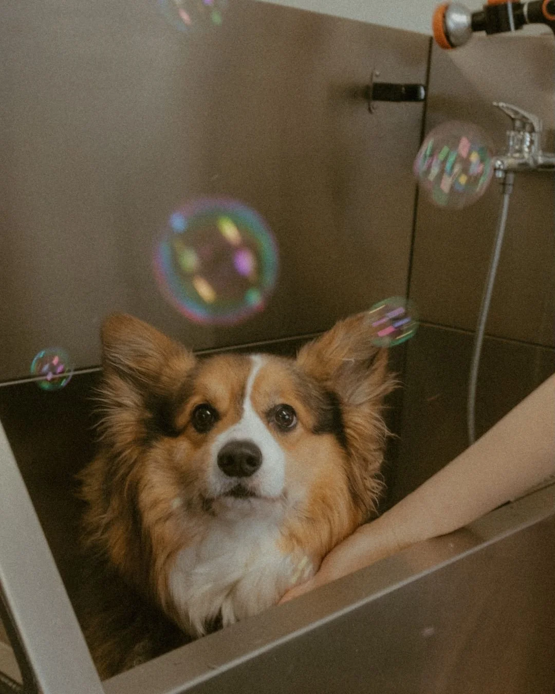 Finding a groomer was harder than expected when we moved to Fairbanks. 

In Okinawa we were spoiled by a groomer on base who worked out of their house, which I loved. 

We tried Petco when we first got here, but I really wanted to find something more