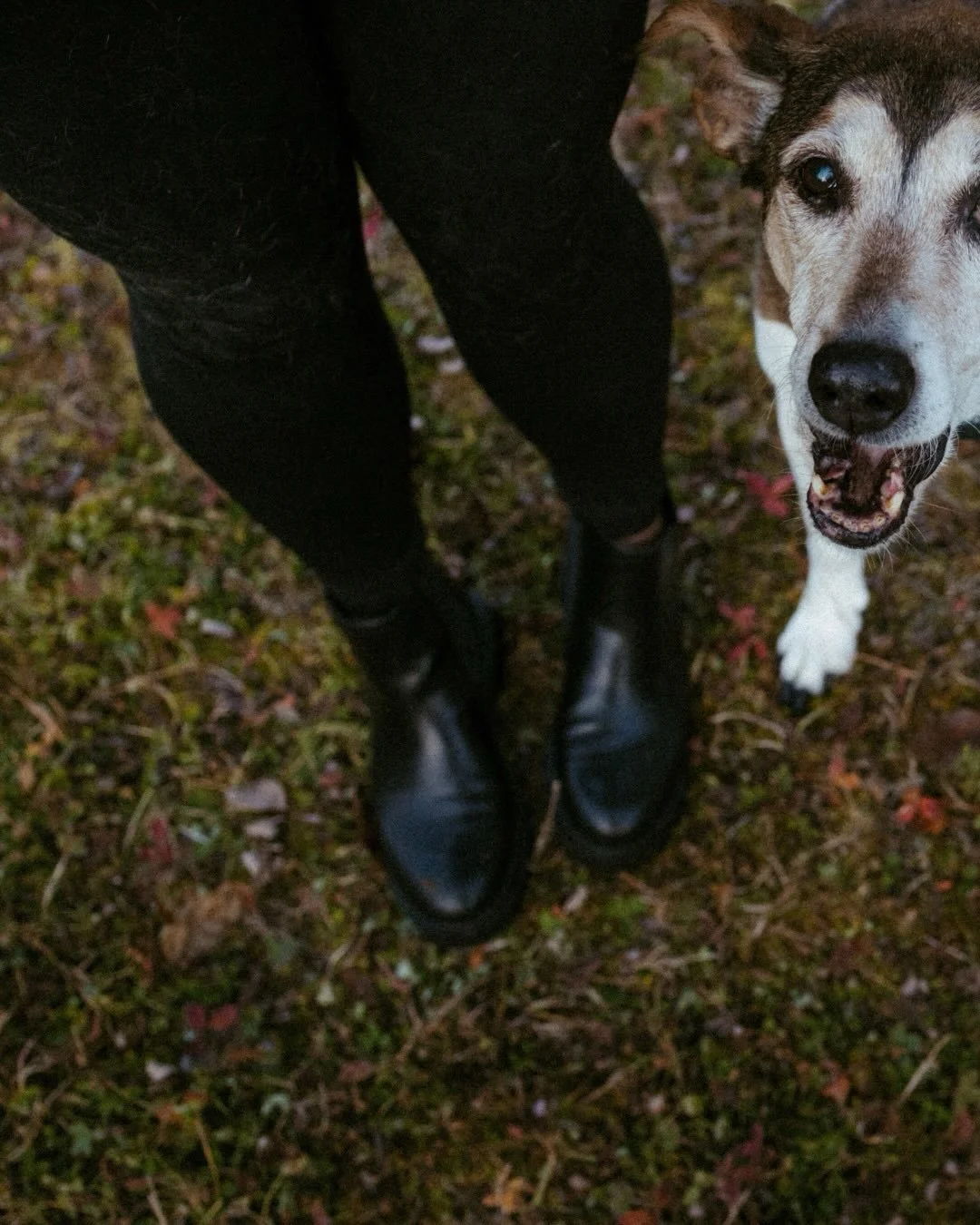 Last year I was given the opportunity to photograph one of the hardest goodbyes some people have to make. Saying farewell to loved ones, human or furry, is never easy. I understand this and make sure that all of my Farewell Stories are long, relaxing