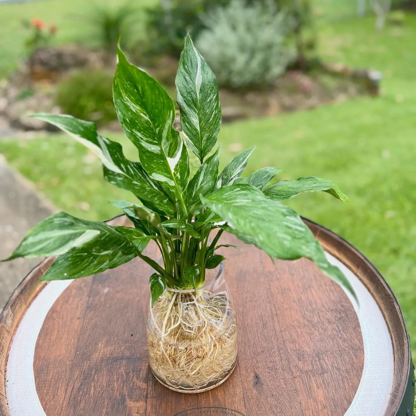 Spathiphyllum Jet Diamond Hydro.jpg