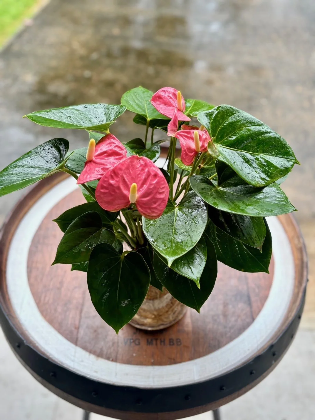 Anthurium Kiss Pink Hydro.jpeg