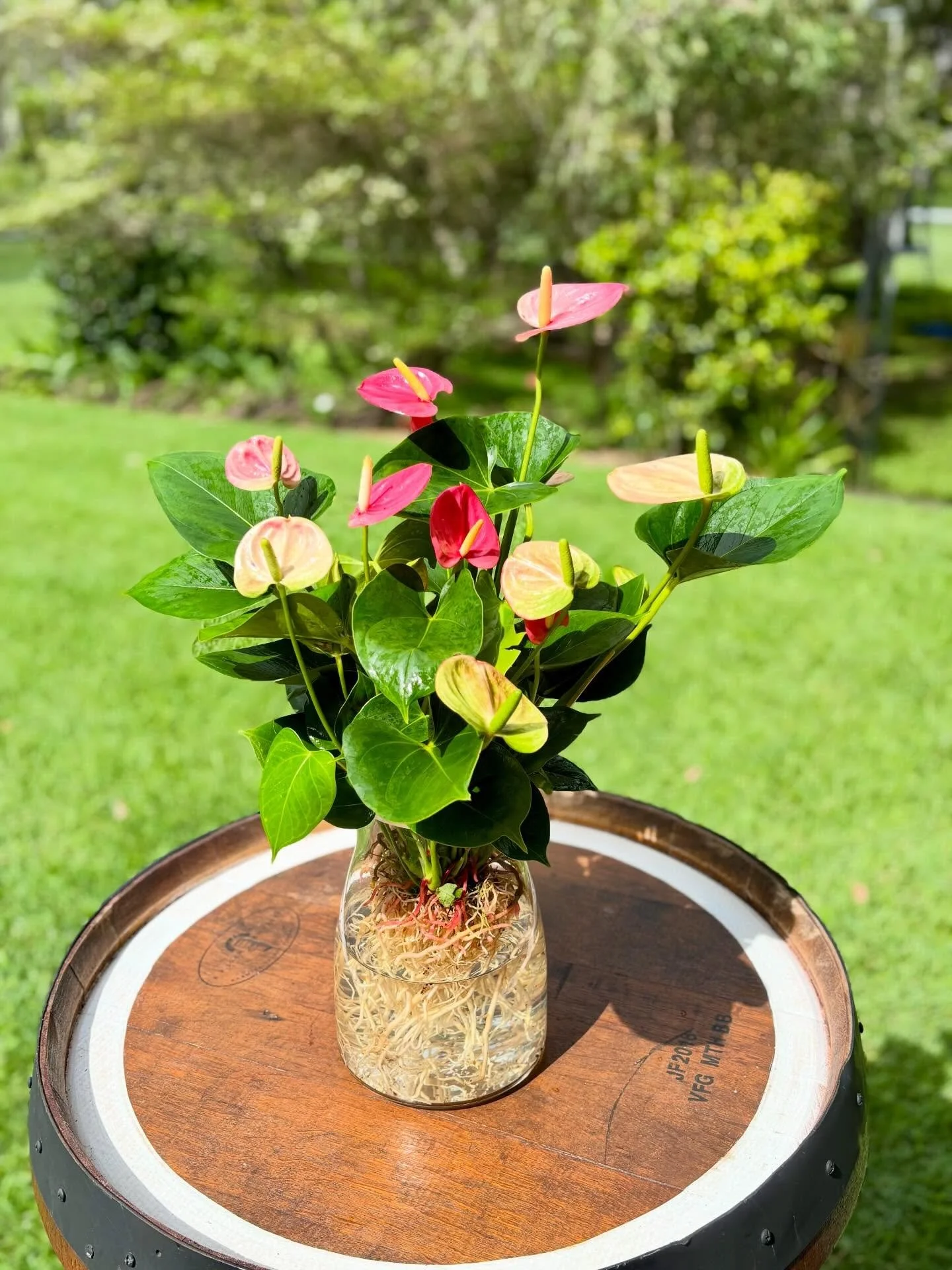 Anthurium Emma Hydro.jpg