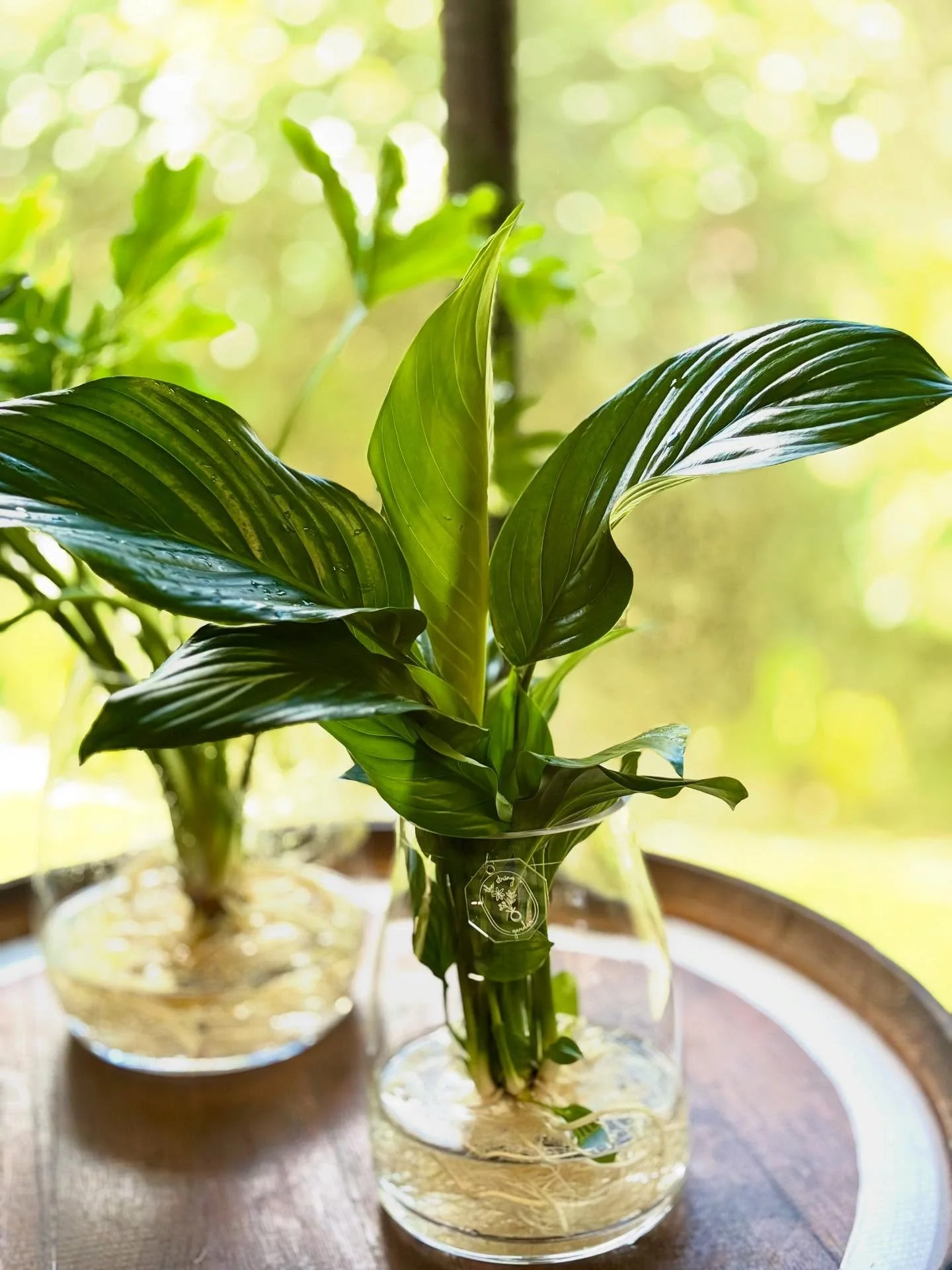 Spathiphyllum Sensation Hydro.jpg