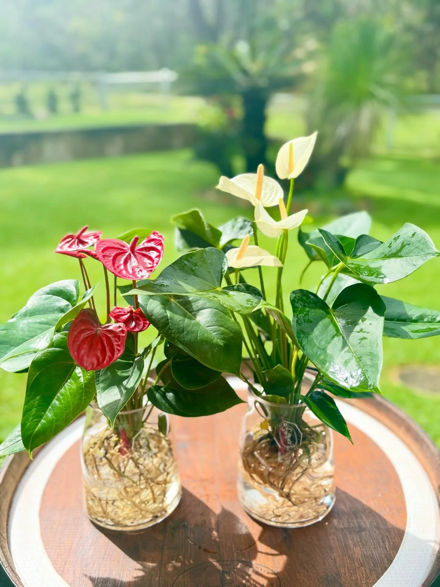 Anthurium Small Talk Red & White Heart.jpg