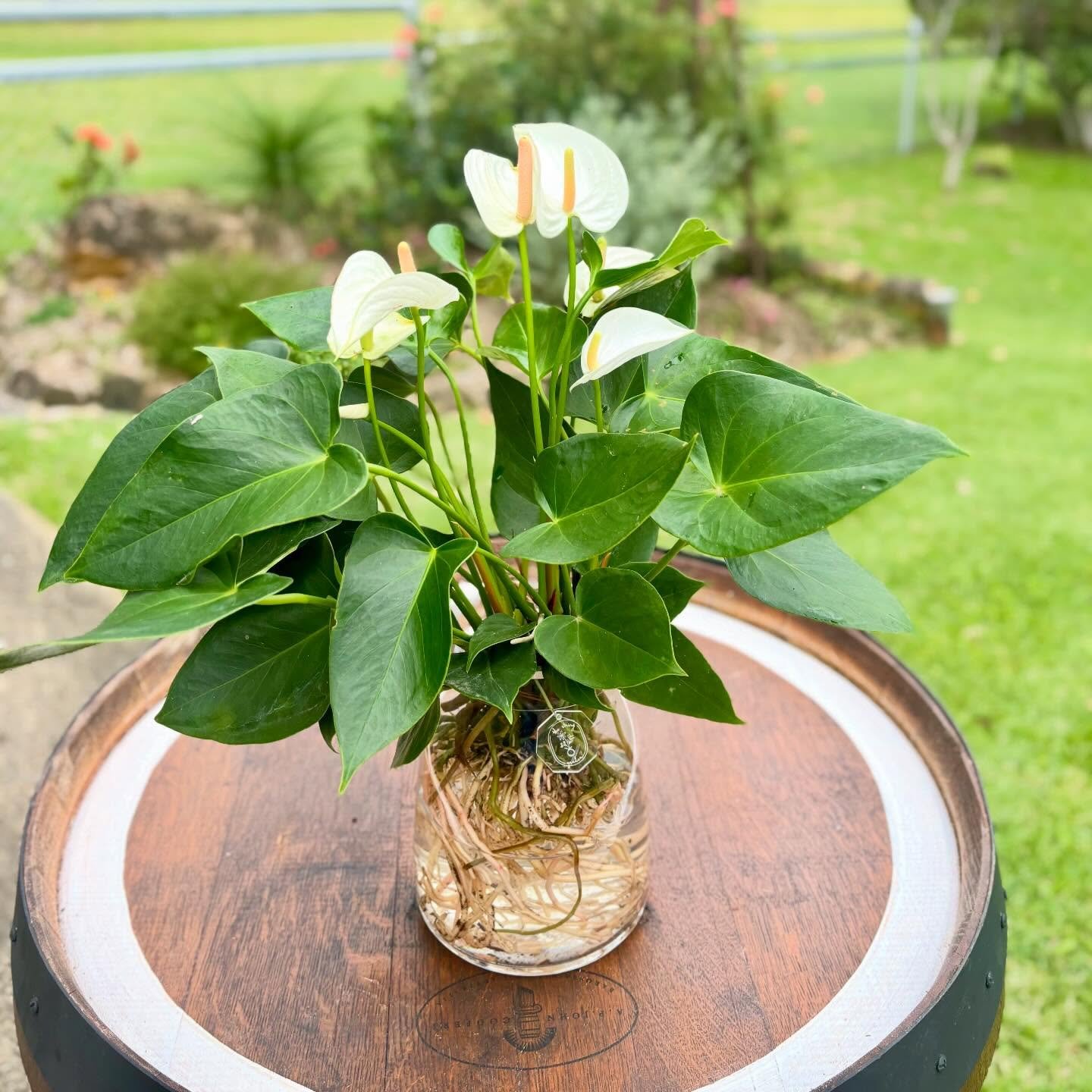 Anthurium White Heart Hydro.jpg