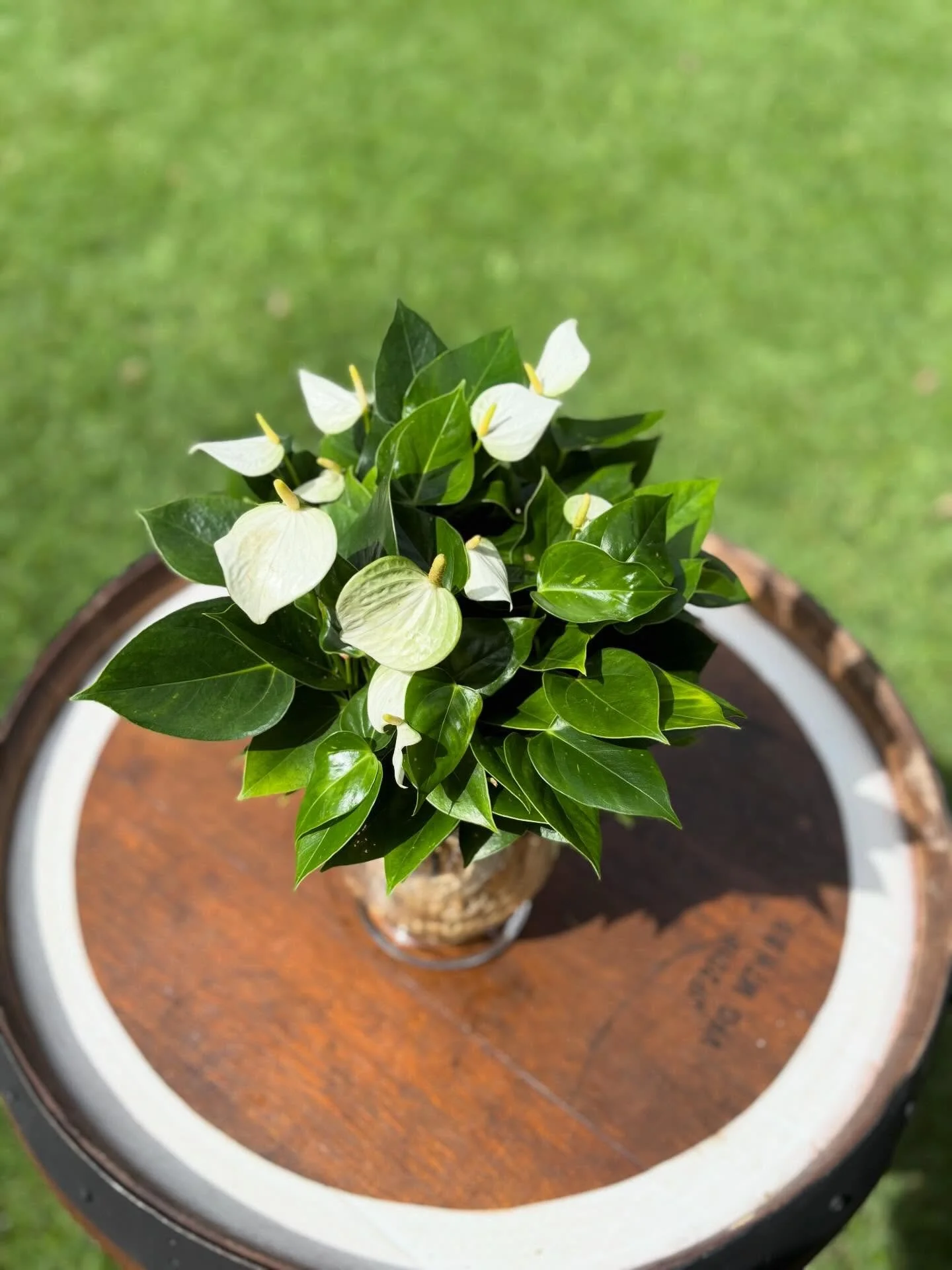 Anthurium White winner Hydro.jpg