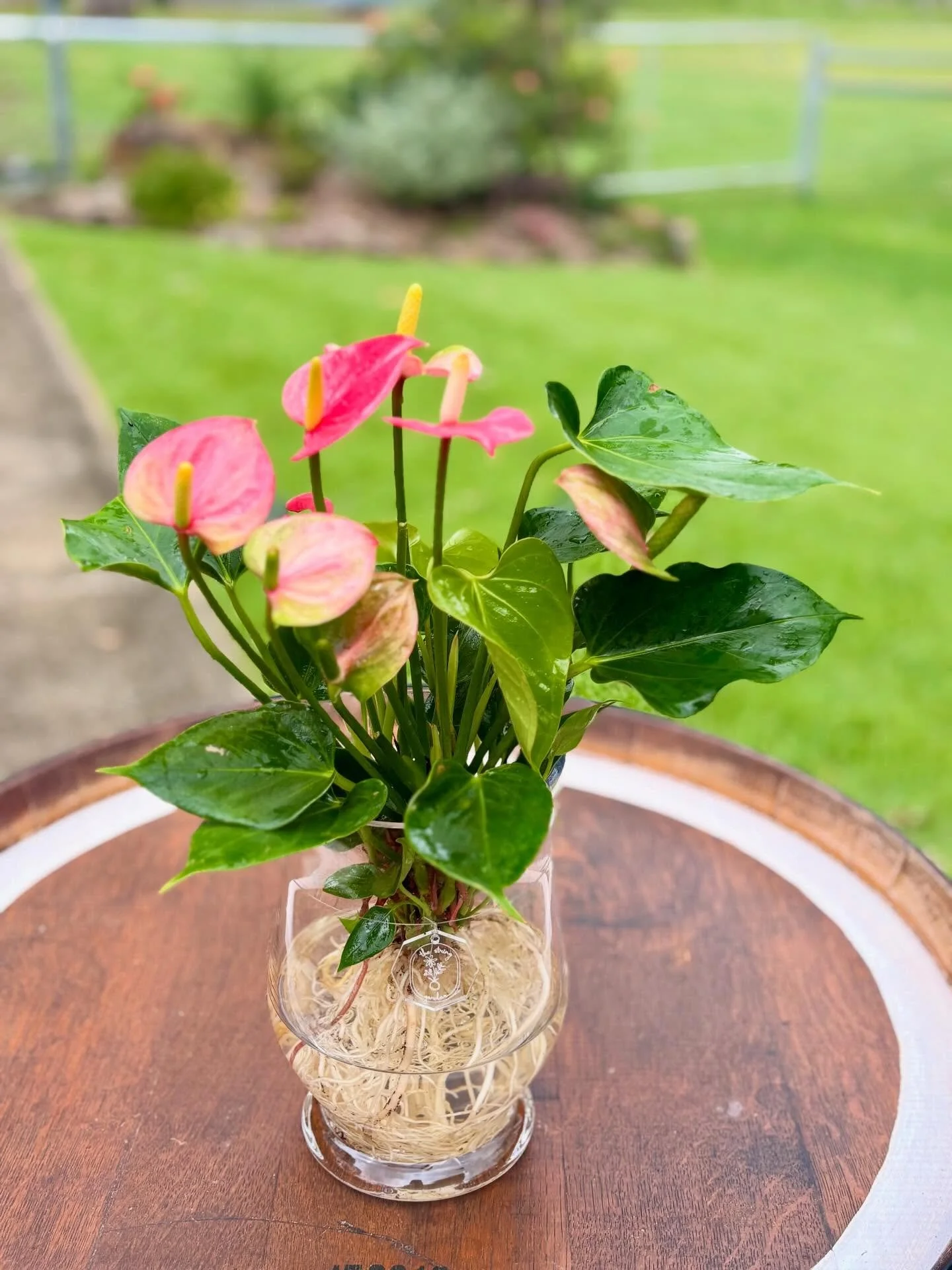Anthurium Emma Hydro 1.jpg