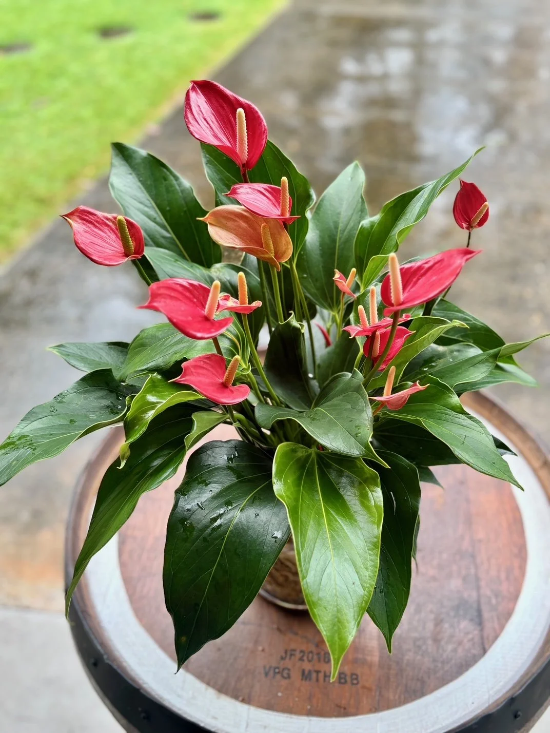 Anthurium Small Talk Hydro.jpeg