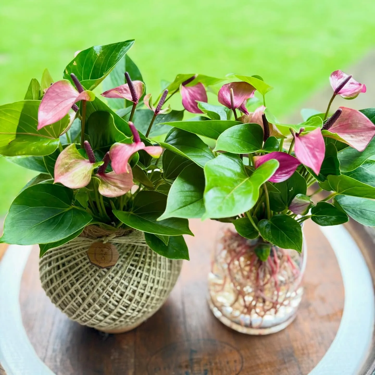 Anthurium Baby Purple Kokedama & Hydro.jpg