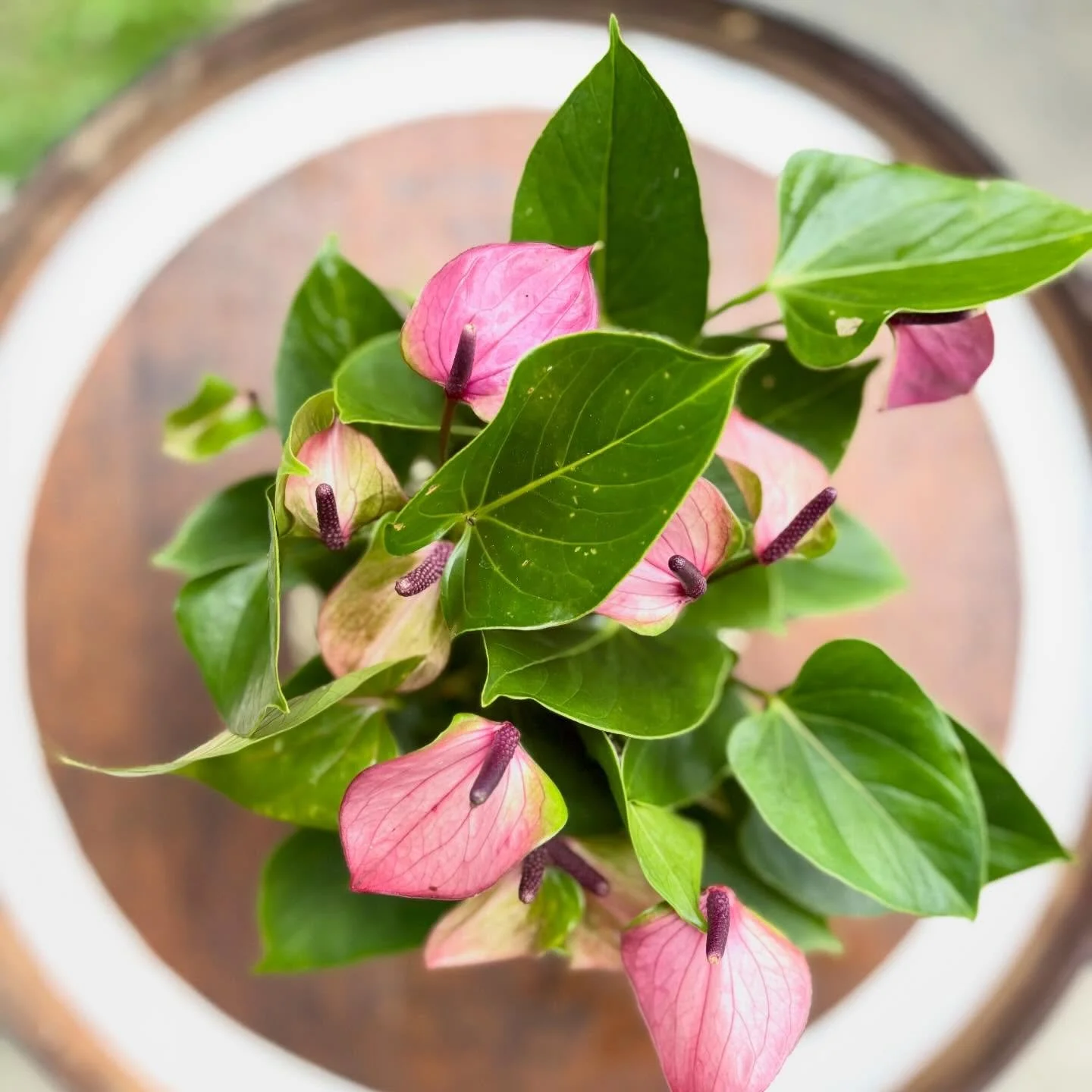 Anthurium Baby Purple.jpg