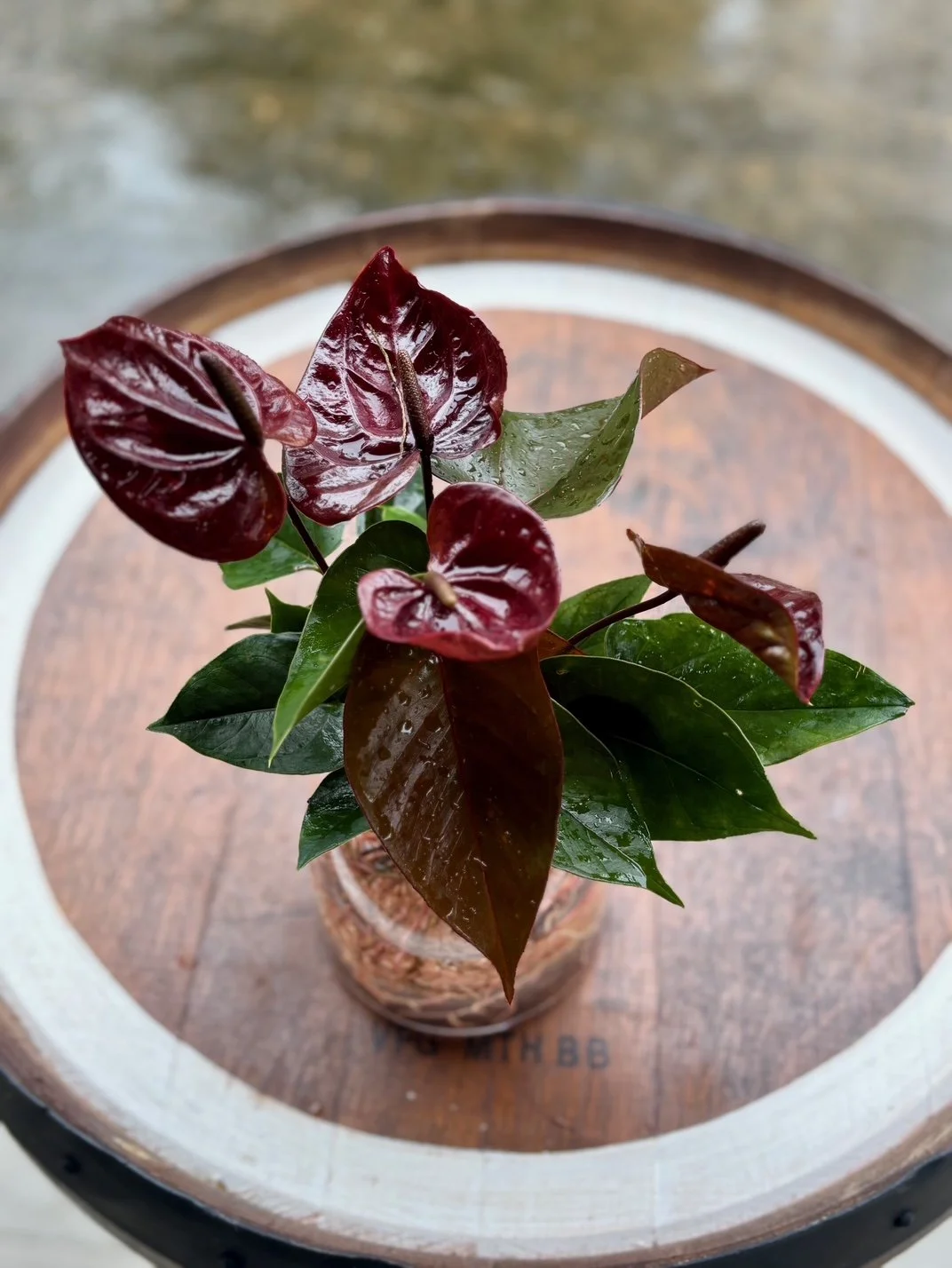 Anthurium Giant Chocolate  Hydro.jpeg