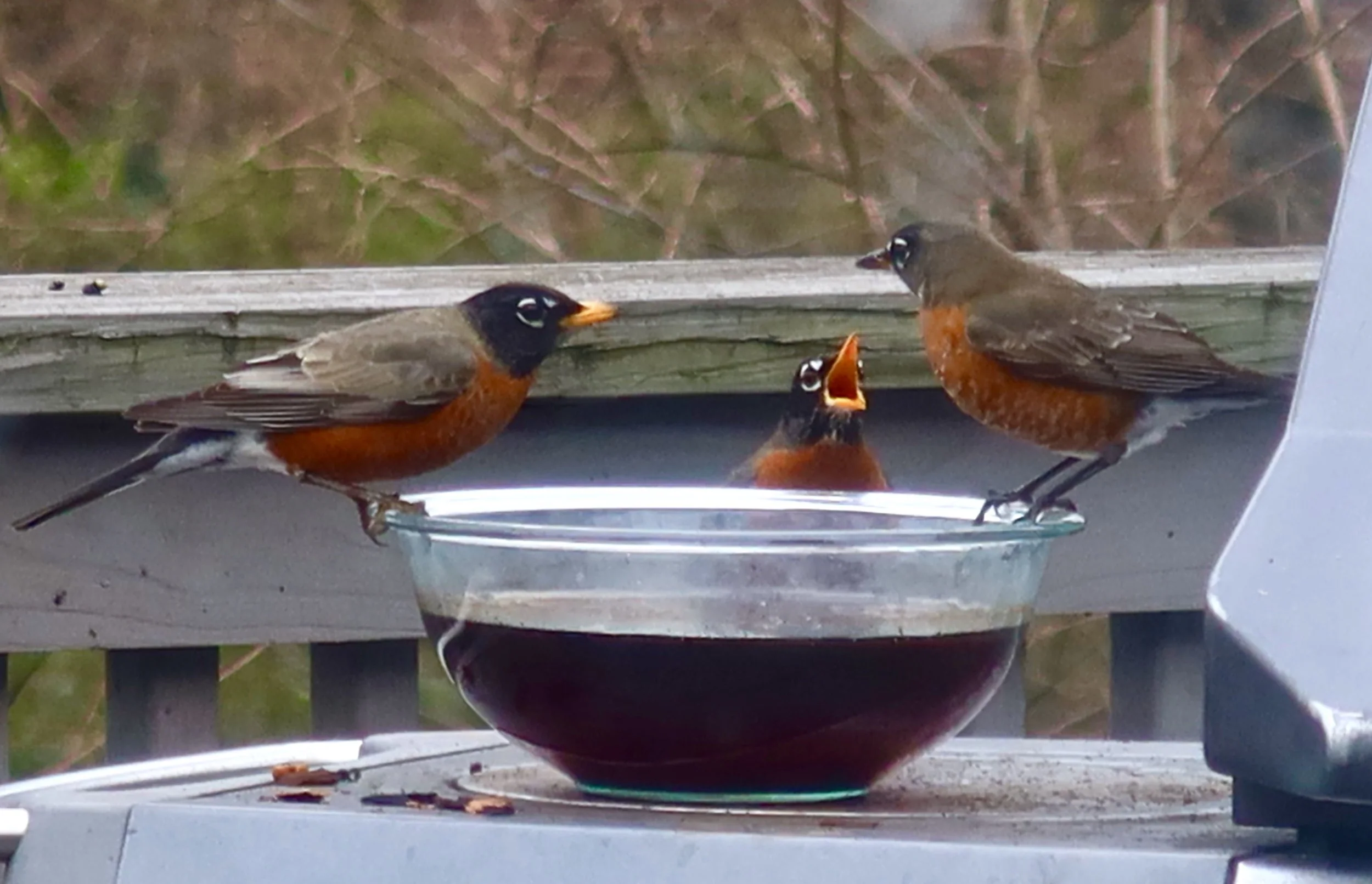Bird Family