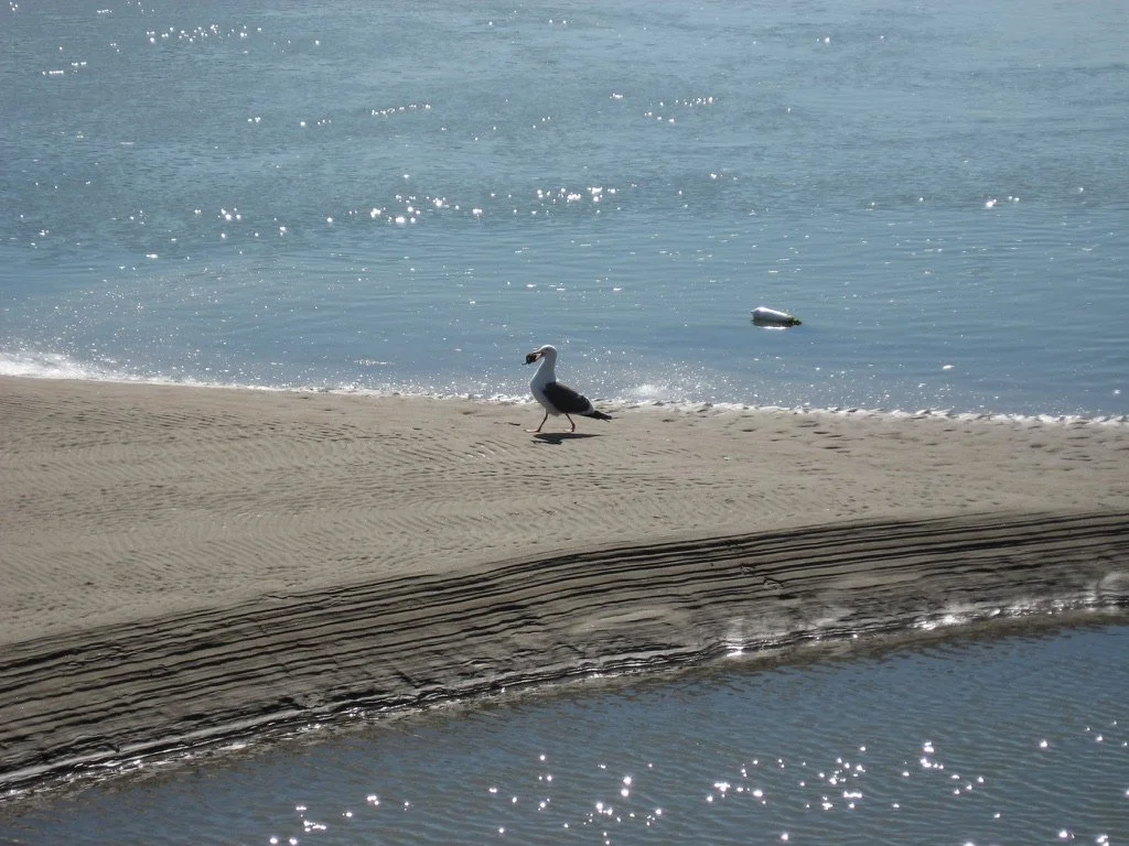 Peaceful Bird