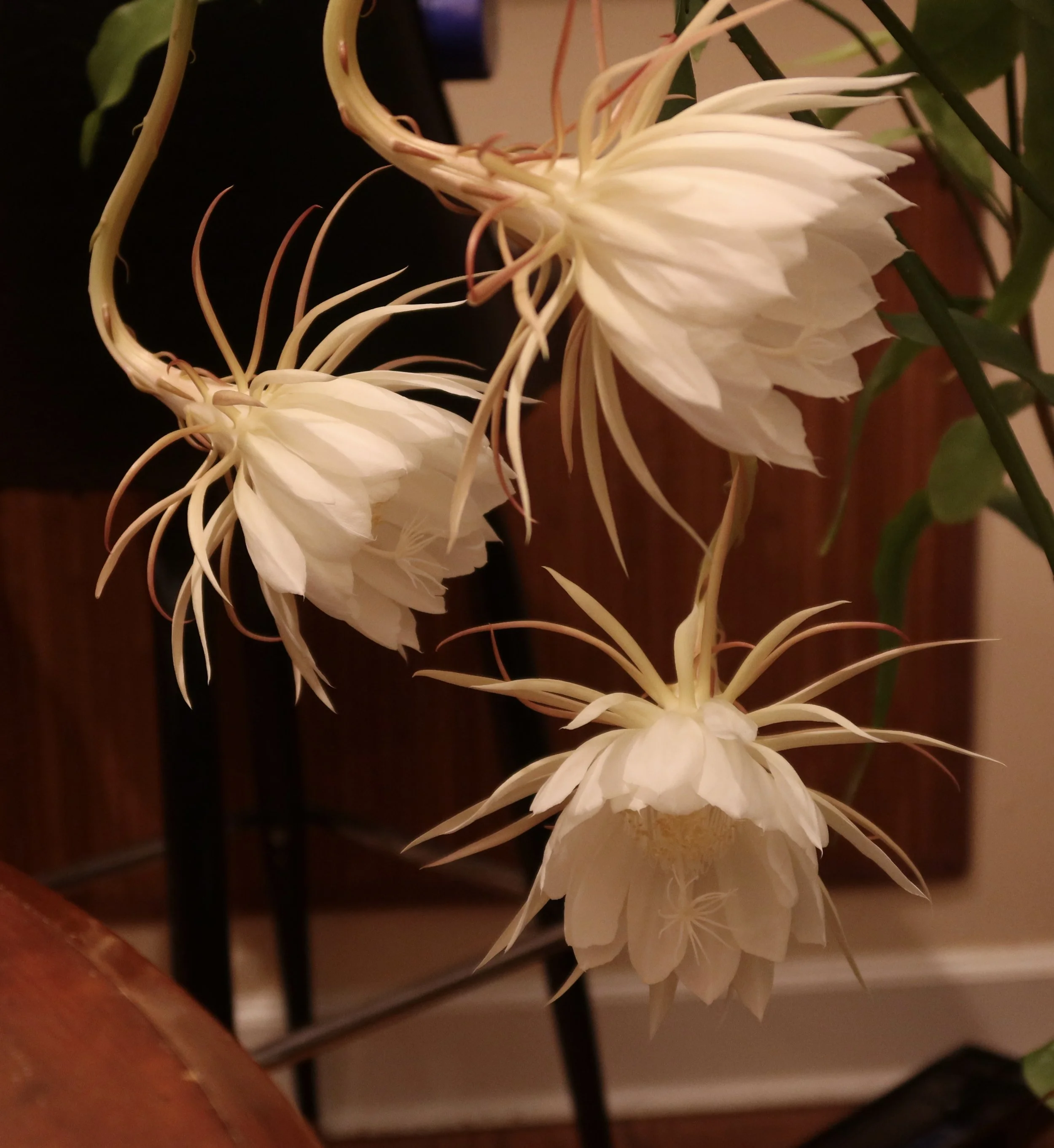 Night Blooming Cereus x3