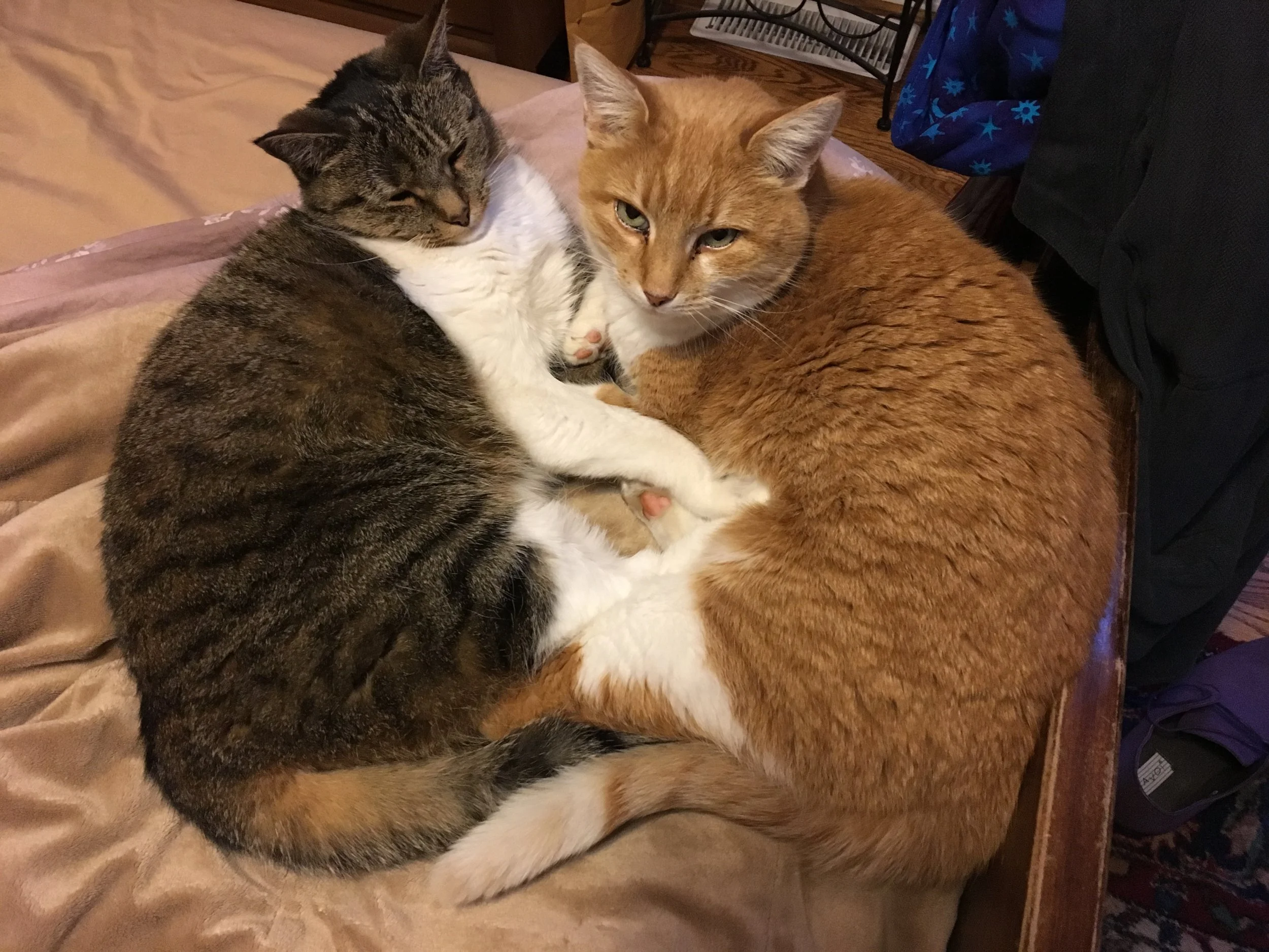 Happy Cats