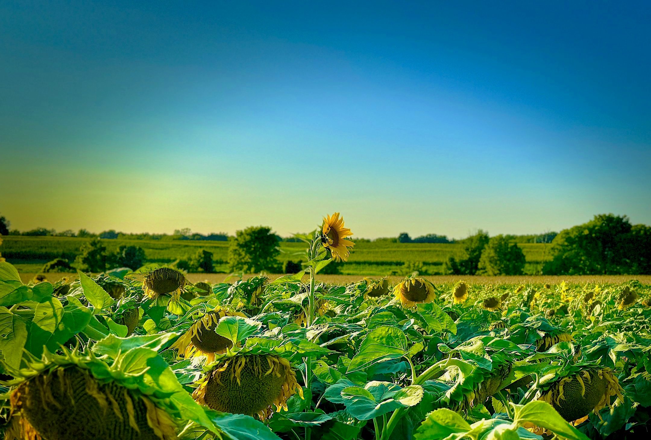 A field of sunflowers with some facing downward in the foreground, yellow flowers, surrounded by green leaves, against a bright blue sky with a few distant trees and rolling hills in the background.