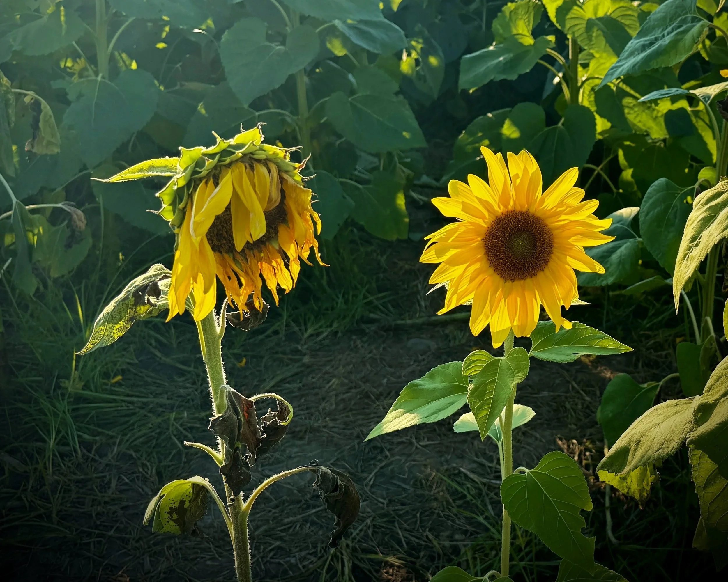 Two sunflowers in a garden, one with wilted petals and the other with bright yellow petals, surrounded by green leaves.