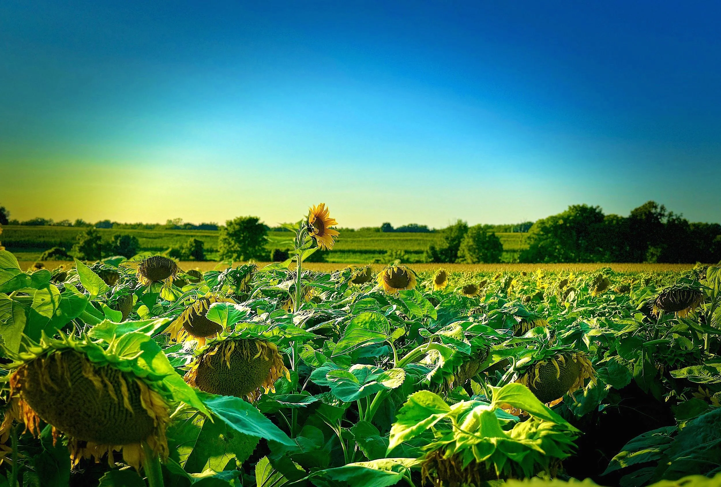 Sunflowers in a field during sunset with a clear blue sky and distant green trees.