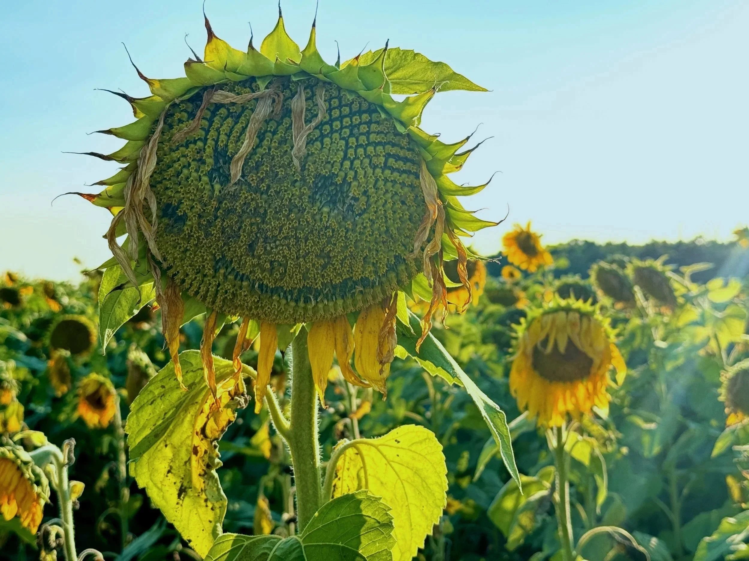 A sunflower with a drooping head in a field of sunflowers, some of which are wilting, under a clear blue sky.