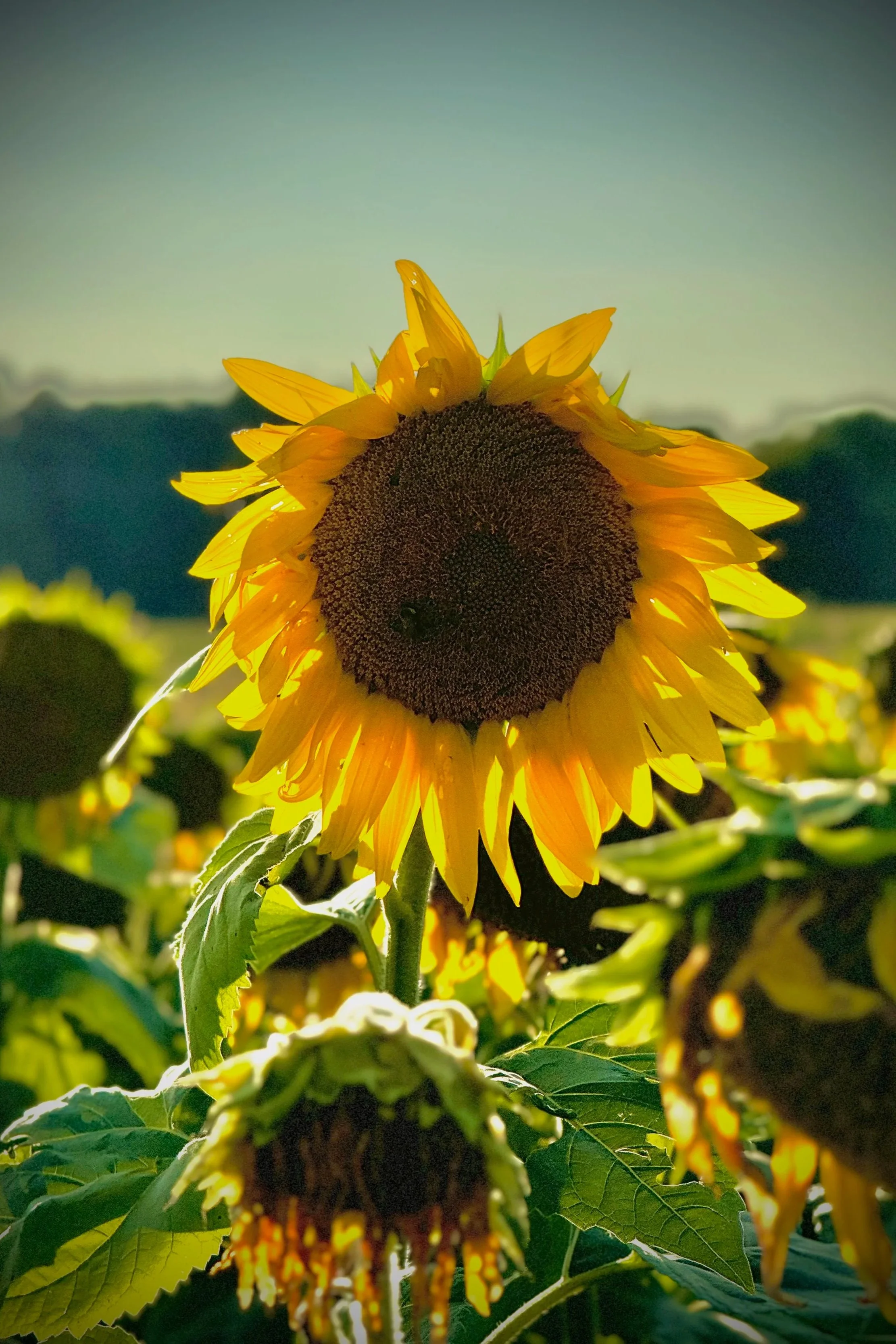 A sunflower in a field under a clear sky with green trees in the background.