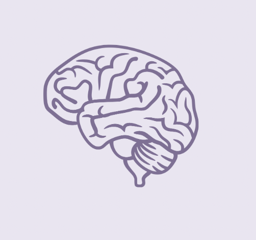 Line drawing of a human brain on a light purple background.