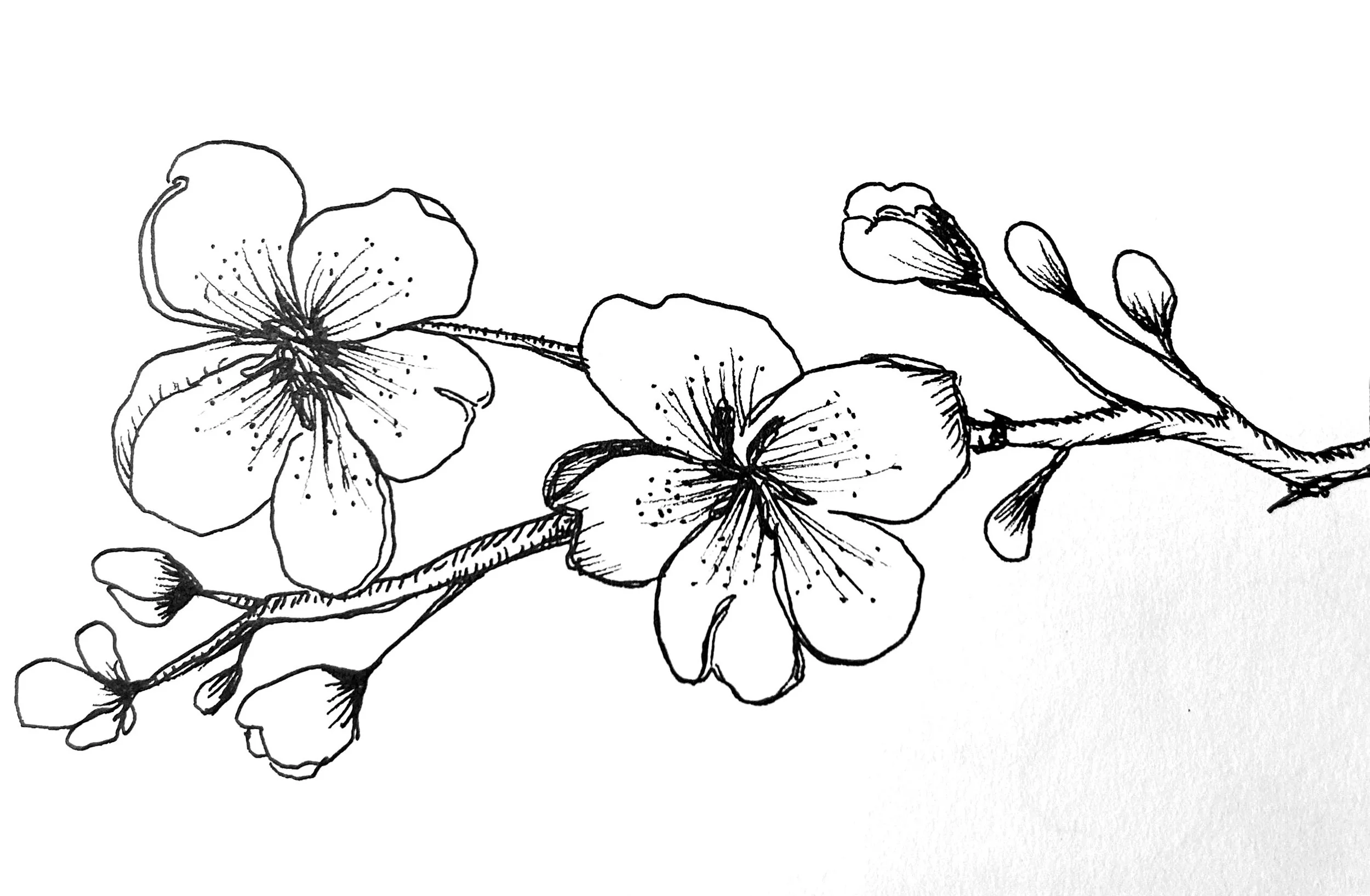 black and white drawing of cherry blossom