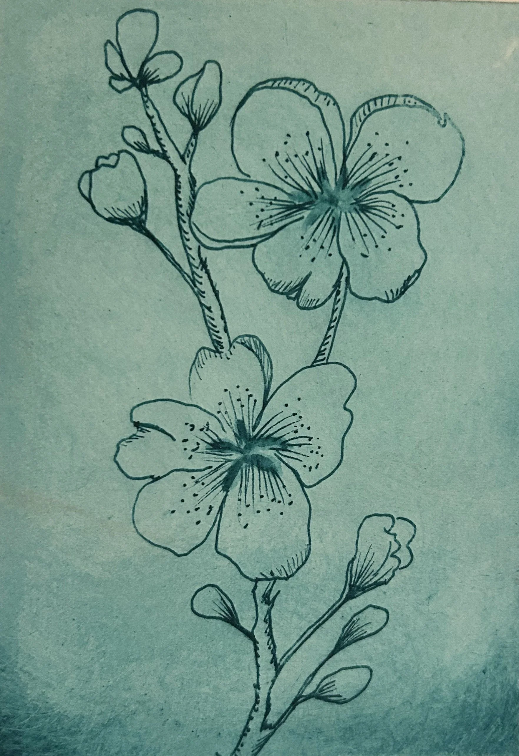 etching of cherry blossom