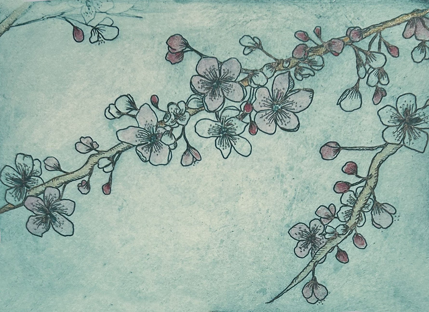 Etching of cherry blossom hand coloured with watercolour