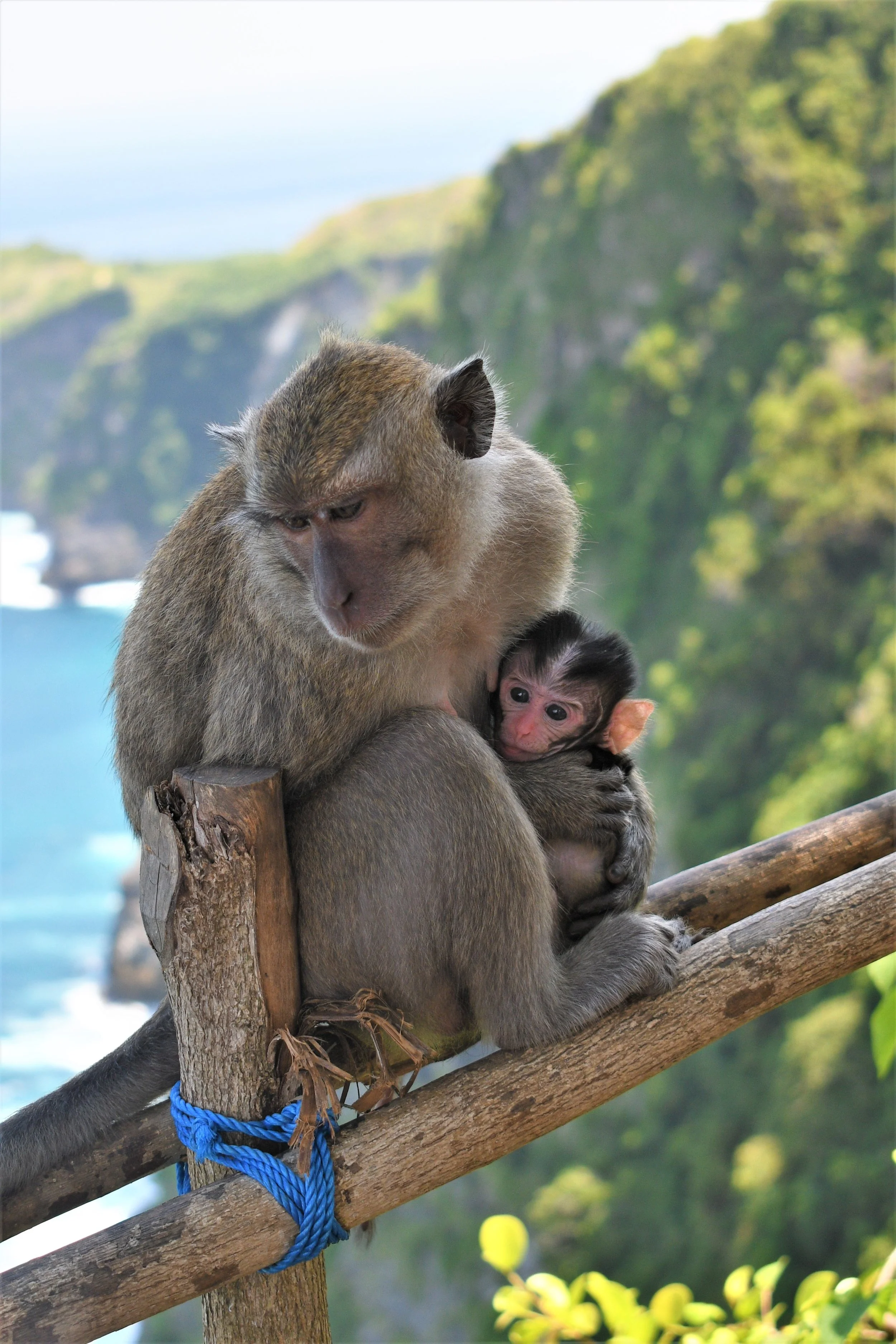 animal-7244378.jpg