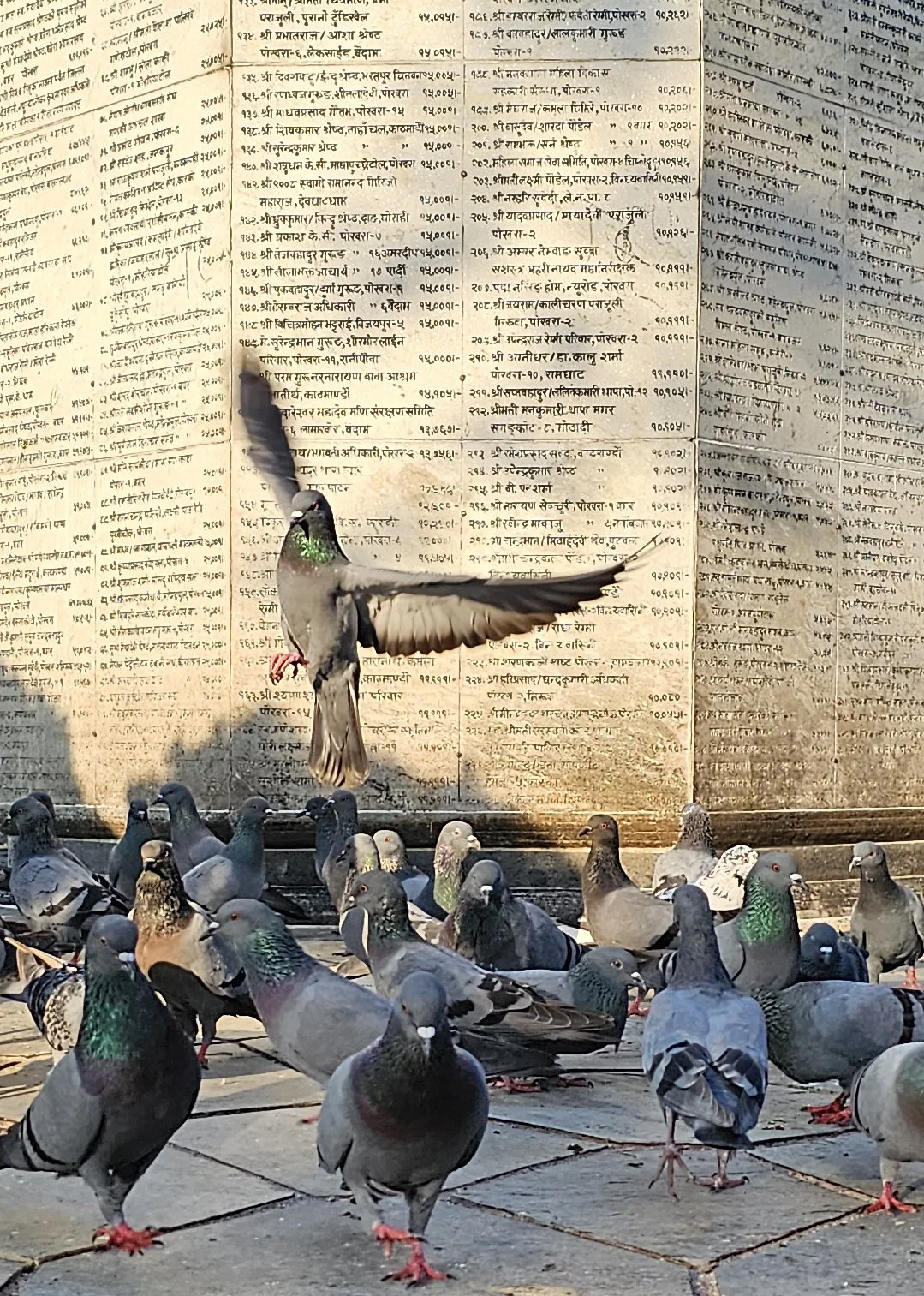 wing and a prayer pigeon near temple in Nepal