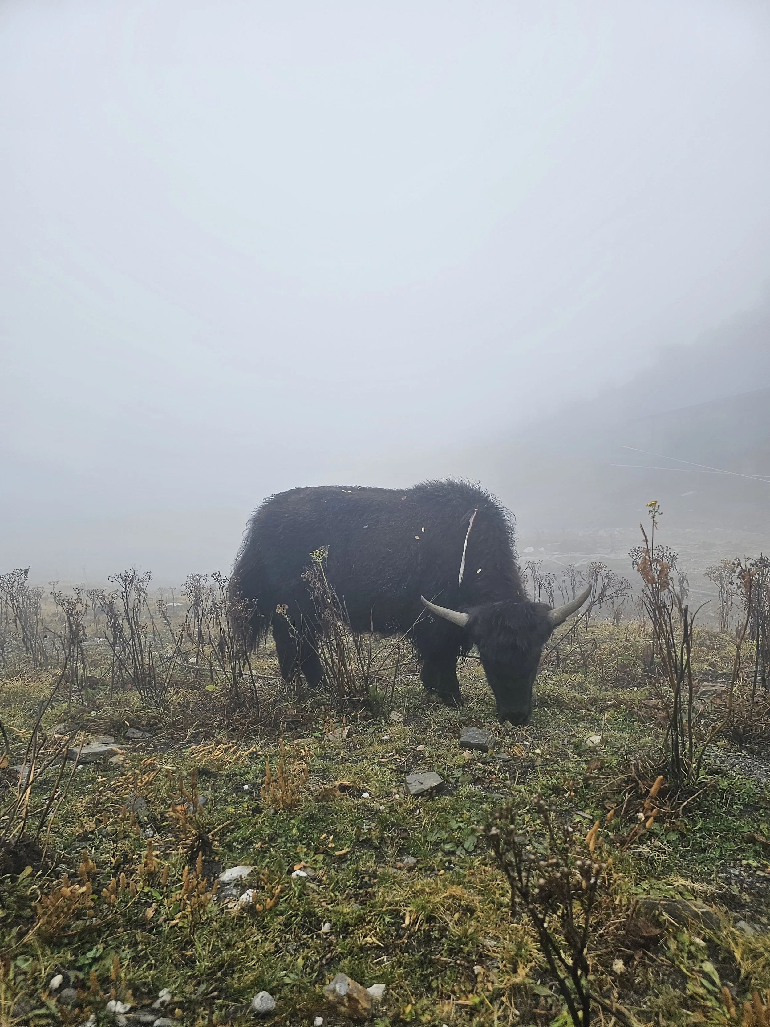 Yak in the mist Nepal