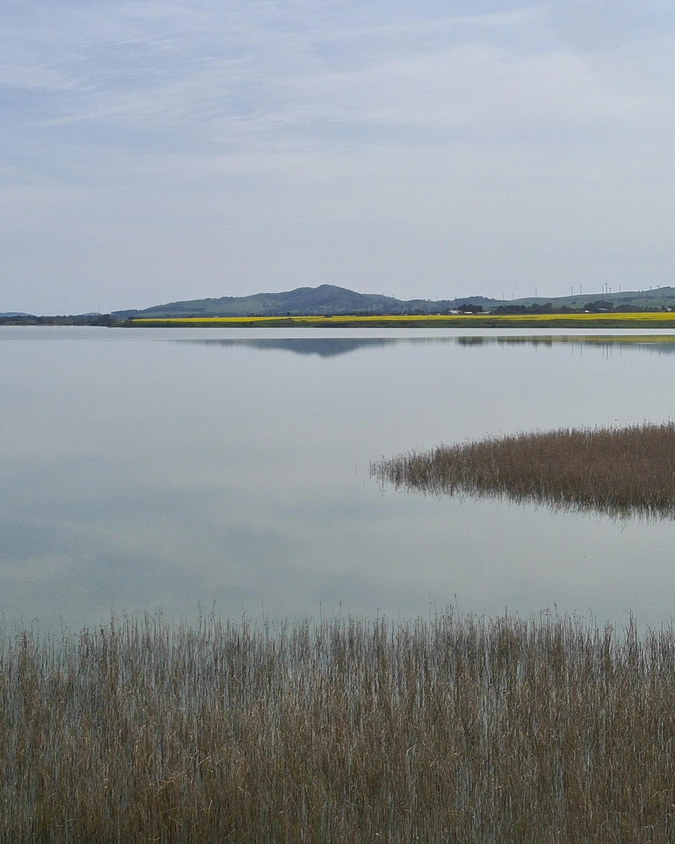 Australian nature photography, lake, hills, canola