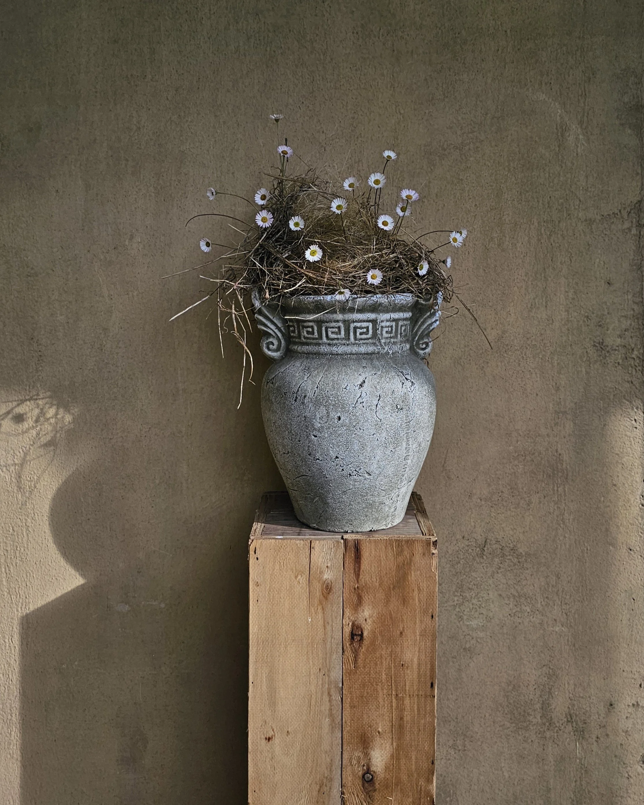 Daisies in a Romanesque vase