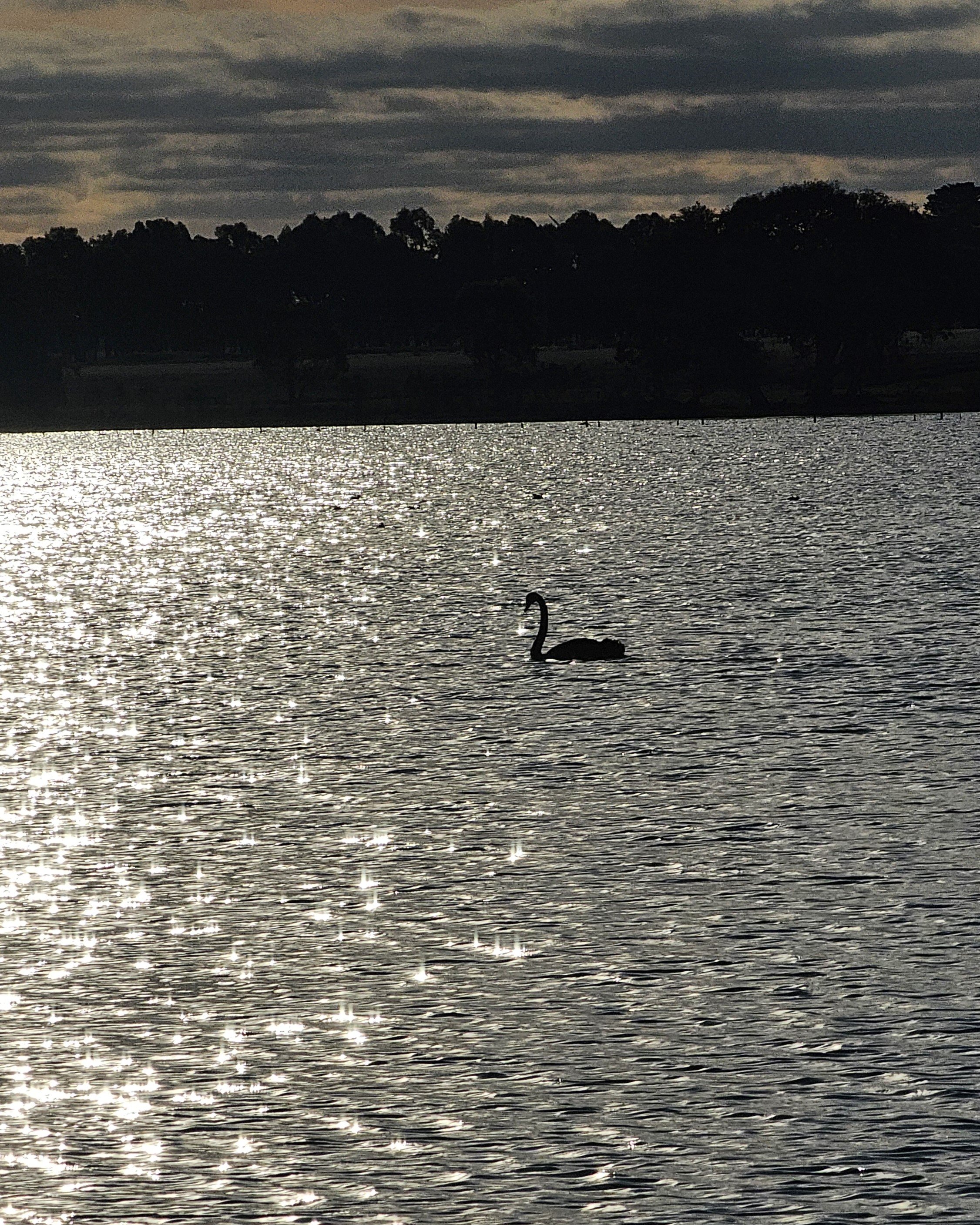 Swan on lake.