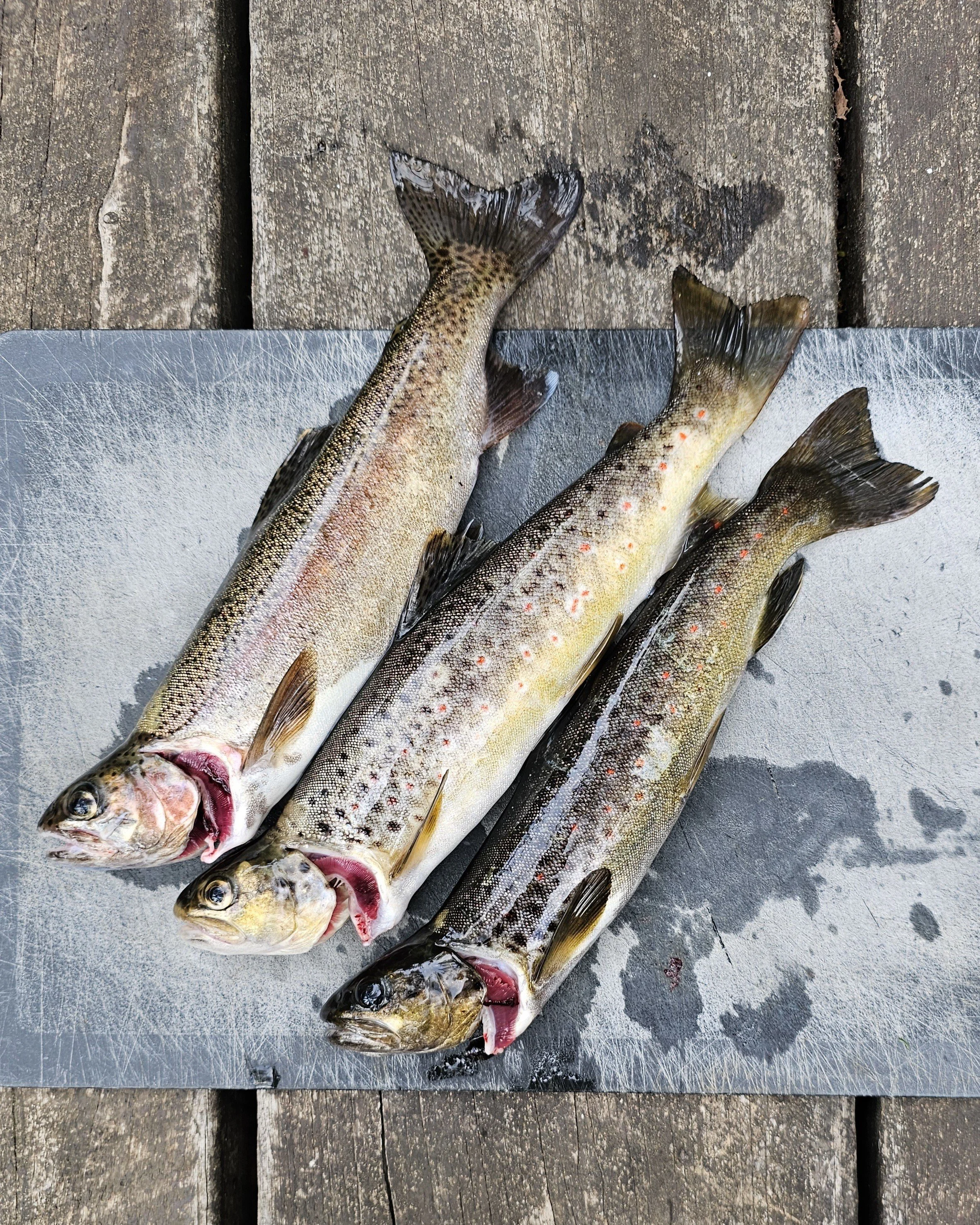 Trout
