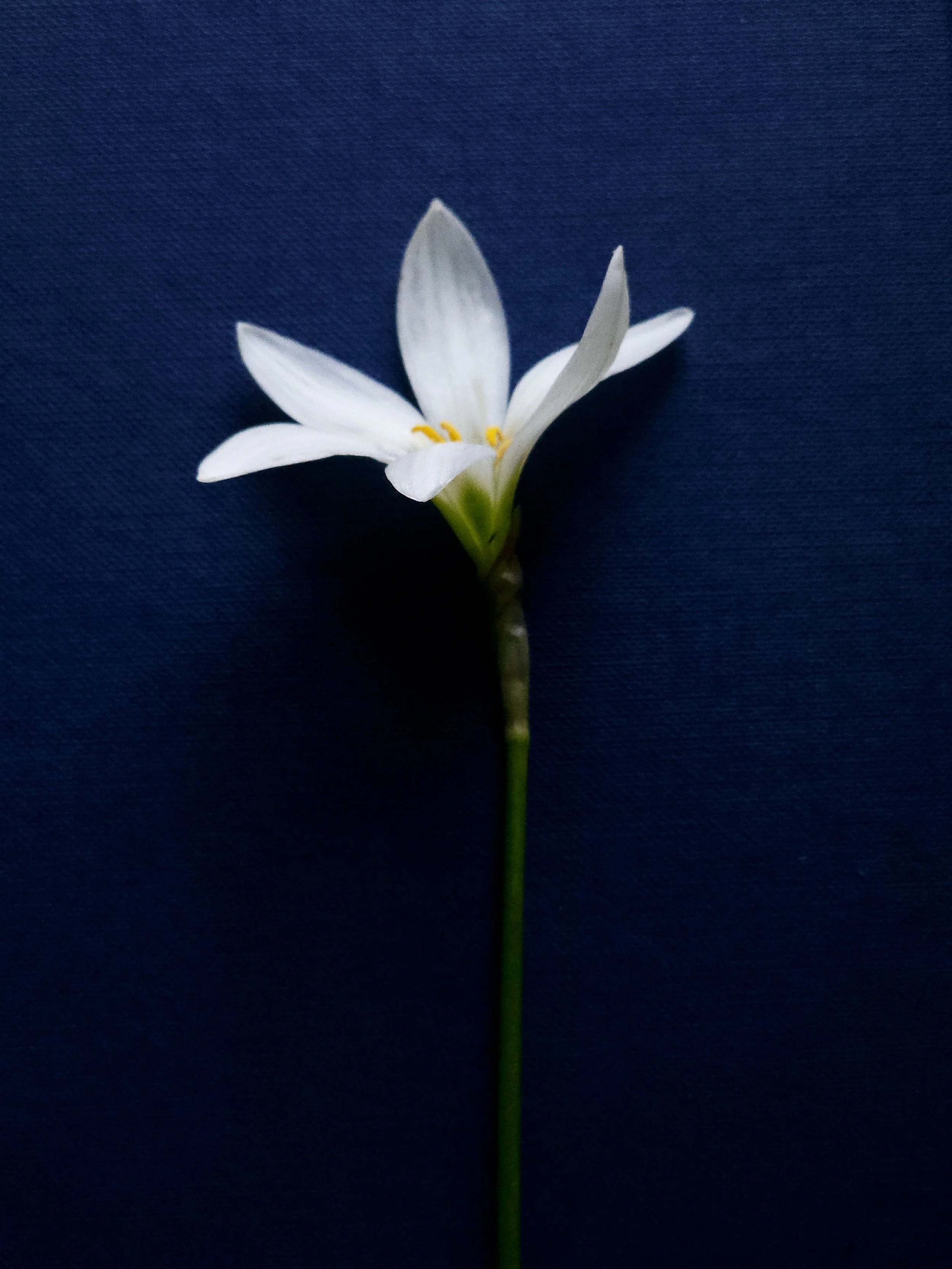 Simple white flower