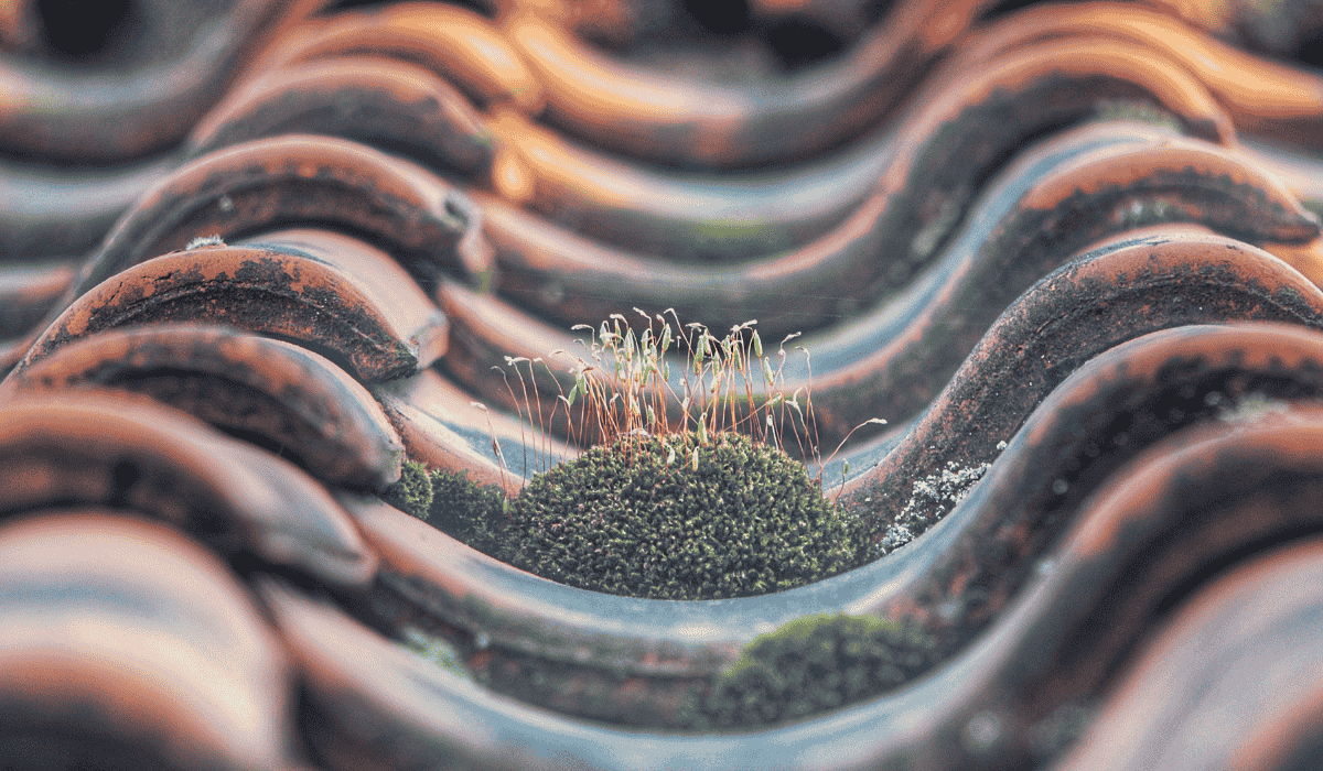 Close-up of moss and dirt build-up on roof tiles in Newcastle, showing need for professional roof inspection