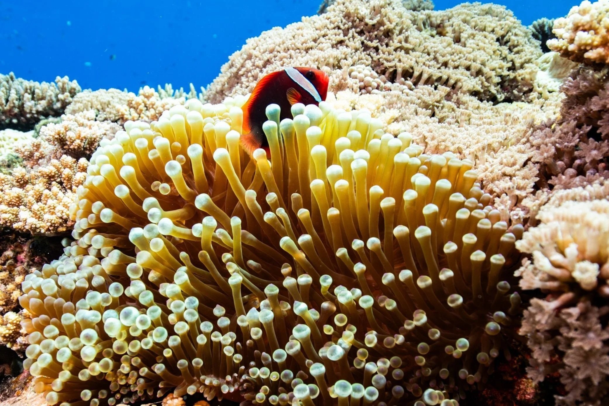 カラフルな海洋生物とサンゴ礁の画像。背景は青色の海。