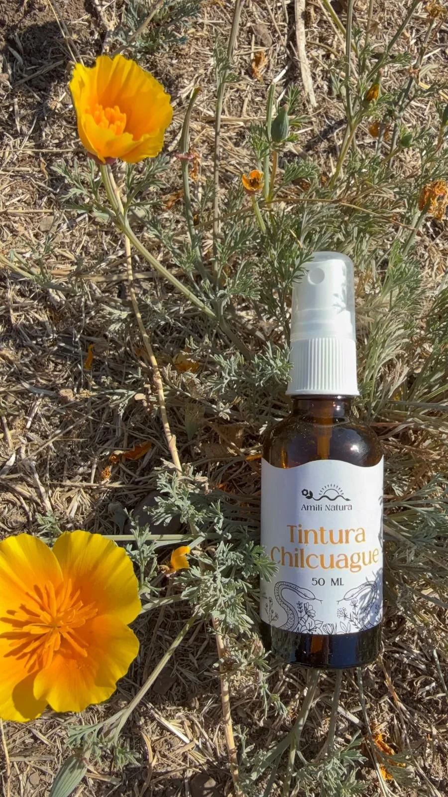 Chilcuague Tincture Spray (Raiz De Oro/Root of Gold) 50ml