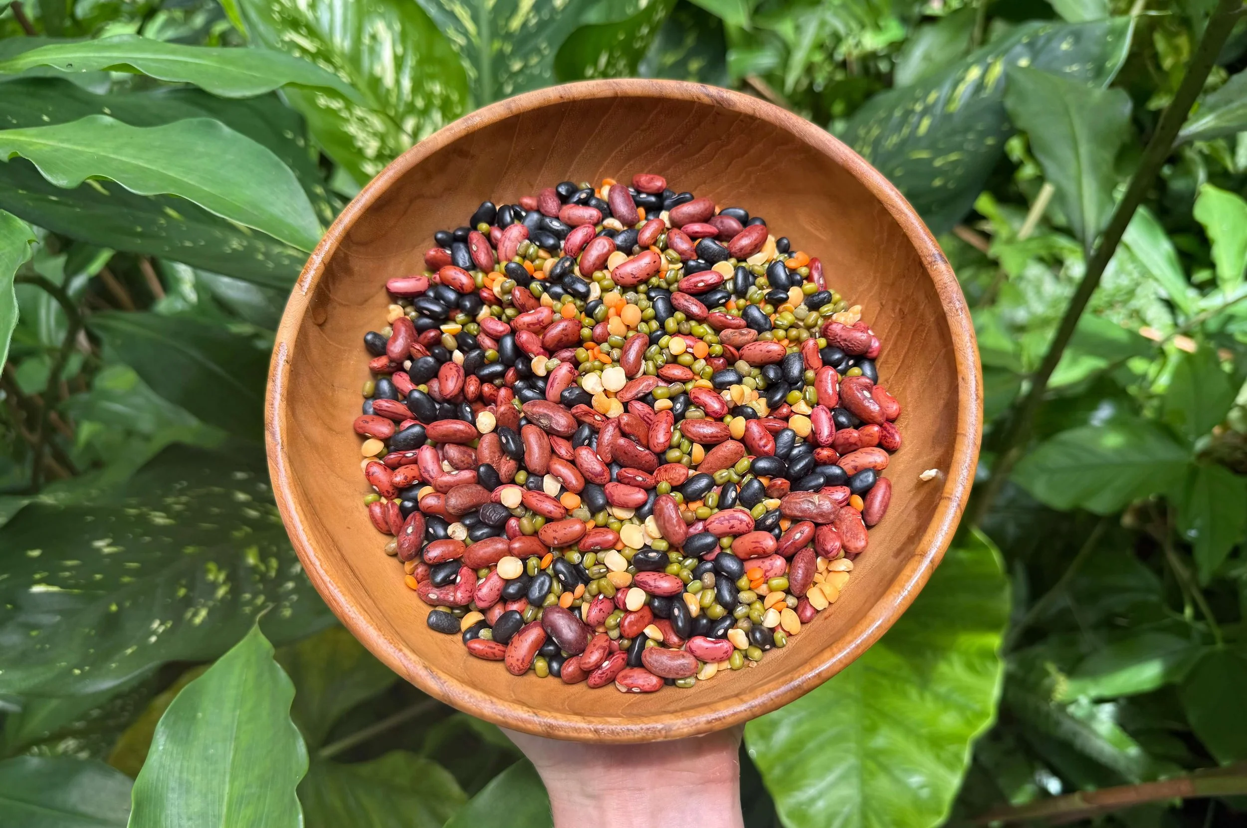 Beans 101: Your Guide to a Bean-Powered Life