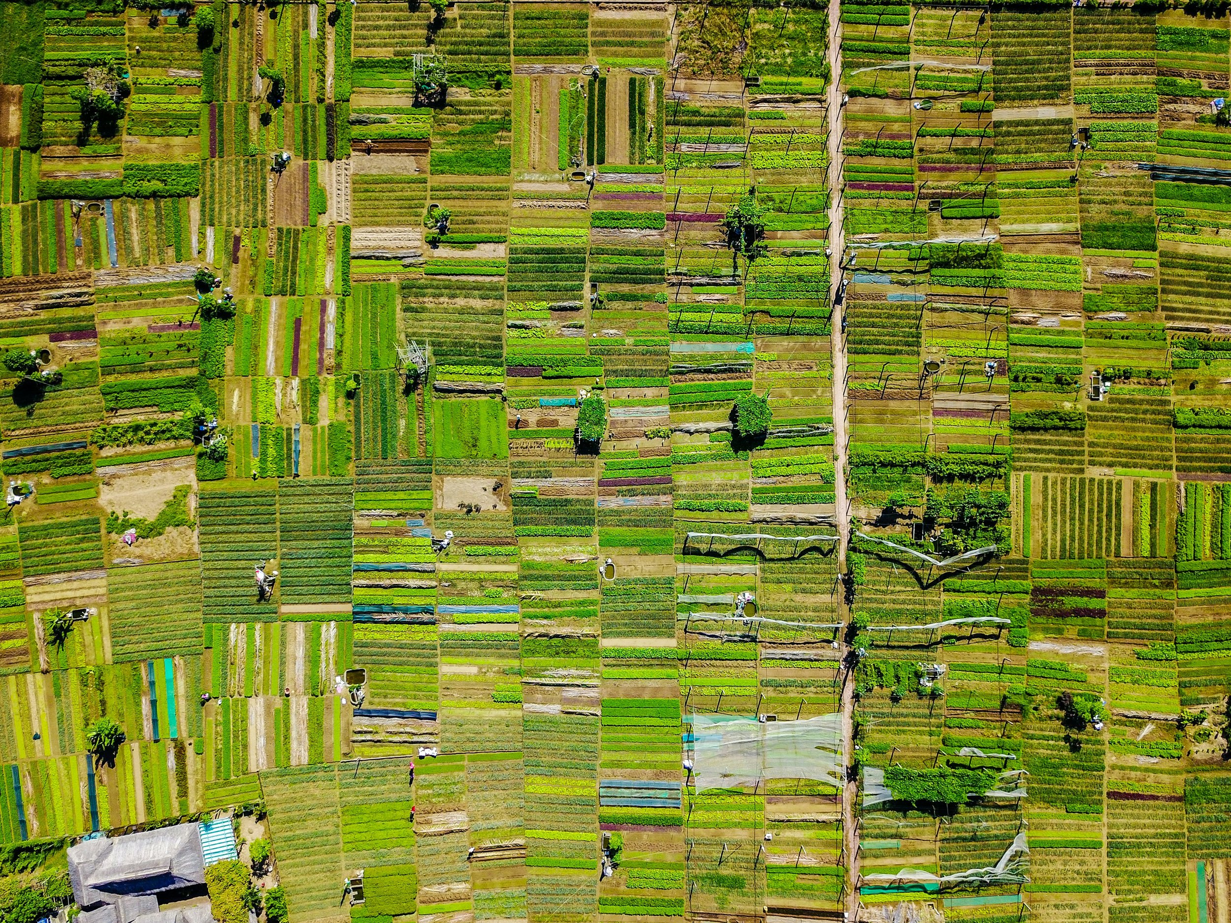 Aerial view of diverse farmland fields showing crop rotation and healthy soil, illustrating how regenerative farming practices support a more sustainable food system.