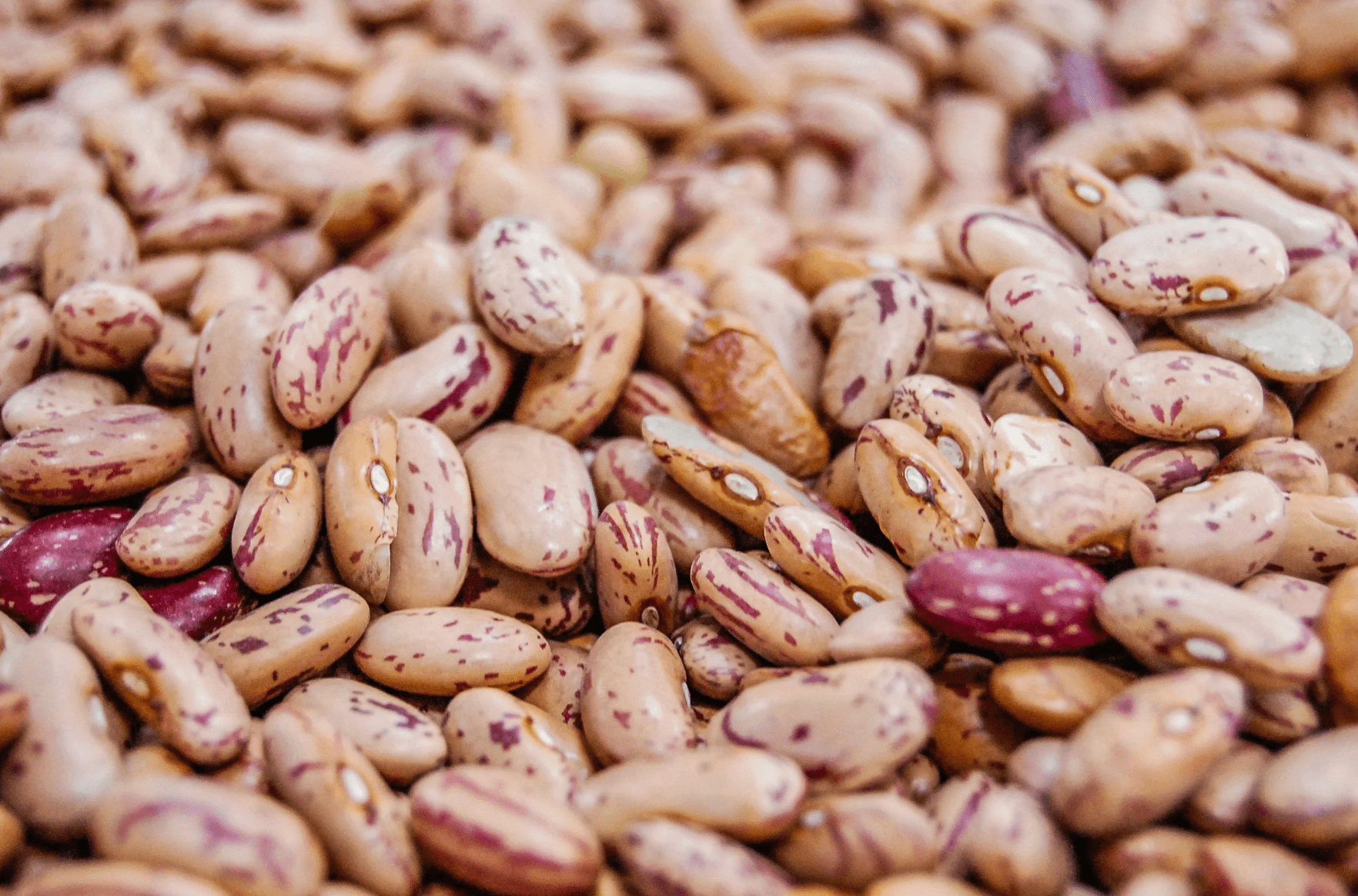 an image of beans, a top food for longevity
