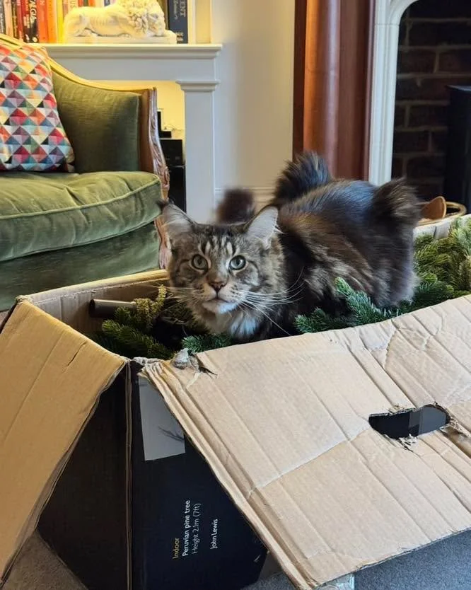 Ready for the festive season filled with warmth, style, and a little kitty chaos 🐾🎄 #christmas2025 #christmasdecorations #interiordesign #mainecoon #festivevibes