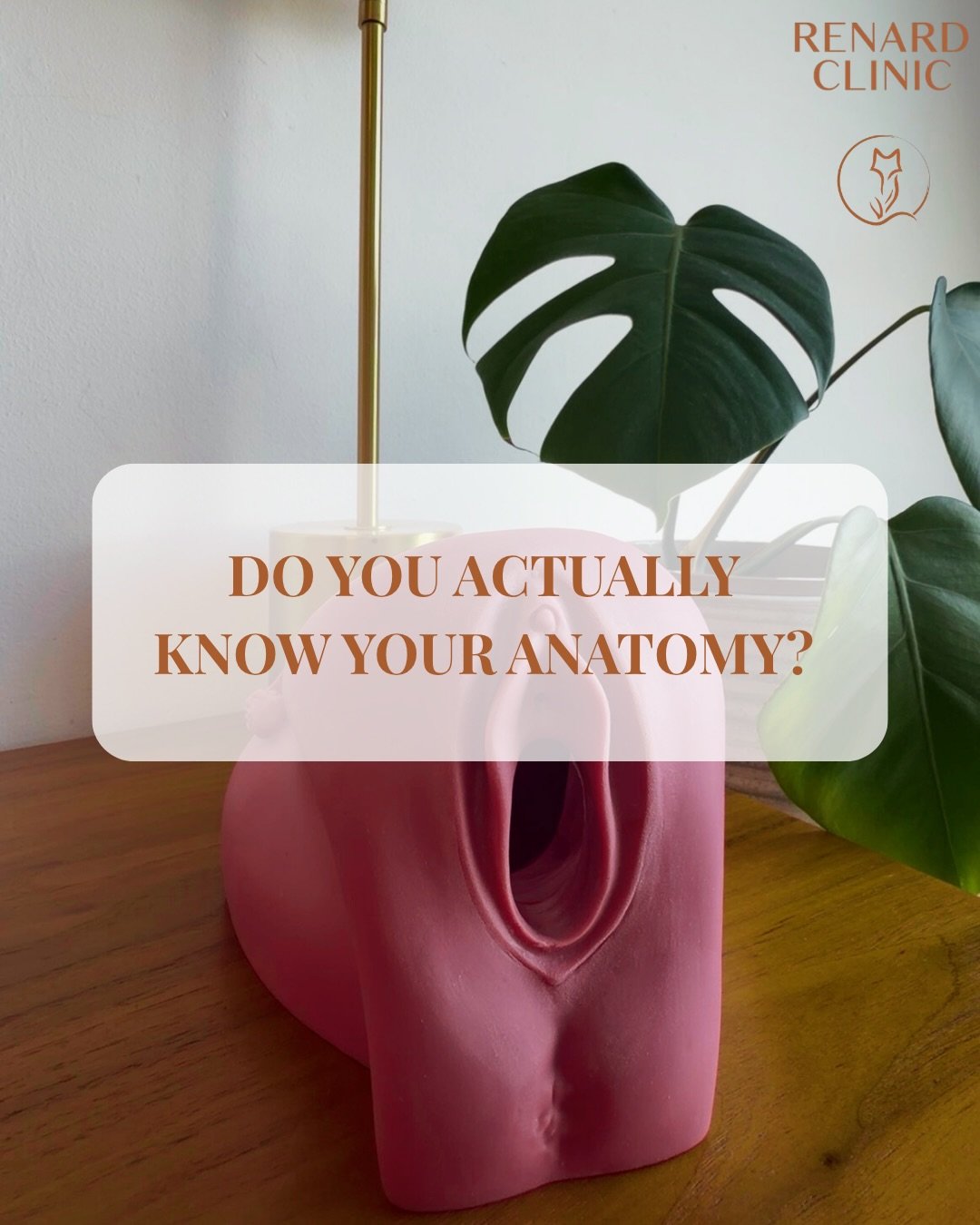 Do you actually know your anatomy? (vulva edition) 👀

Not everything is where people think it is...

This is the vulva (external anatomy), not the vagina.

🦊 The vulva &Dagger; the vagina
🦊 The urethra is a separate opening
🦊 The vaginal opening 