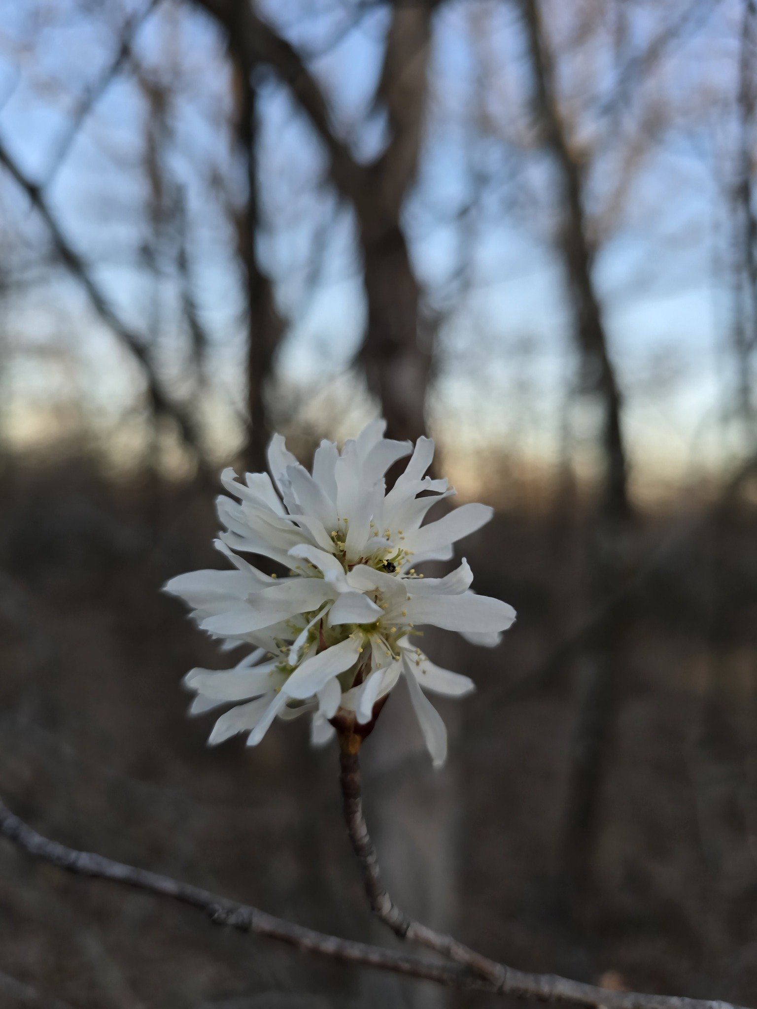serviceberry1_gus.jpg