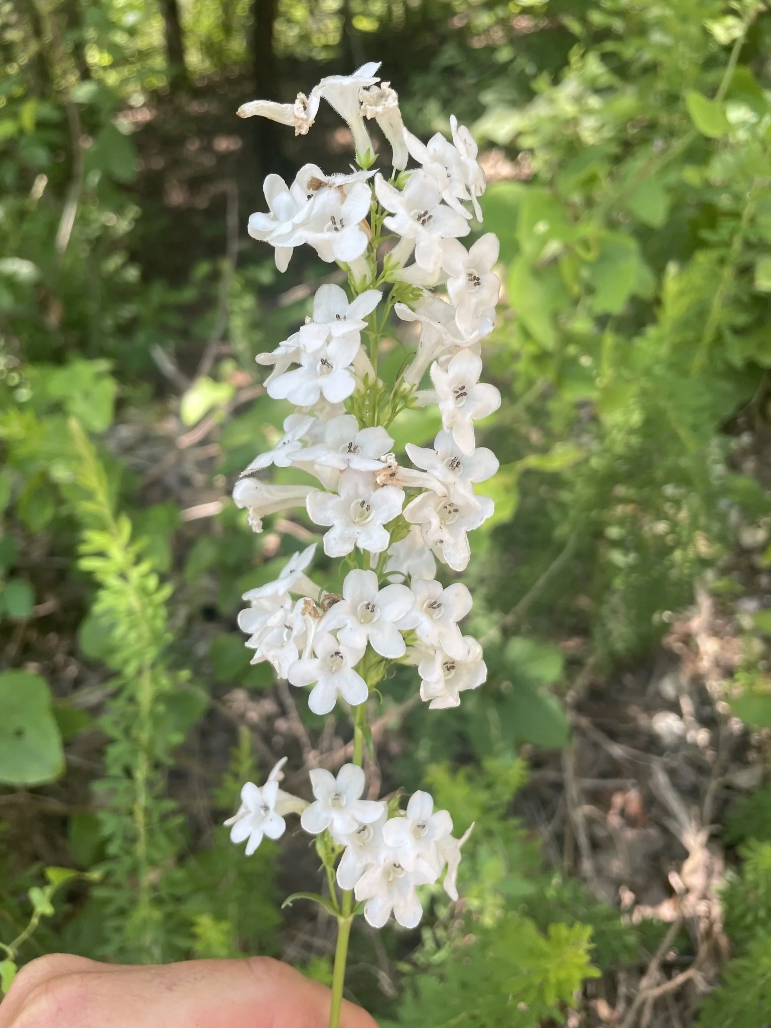 whitewandpenstemon1_georgia.jpg