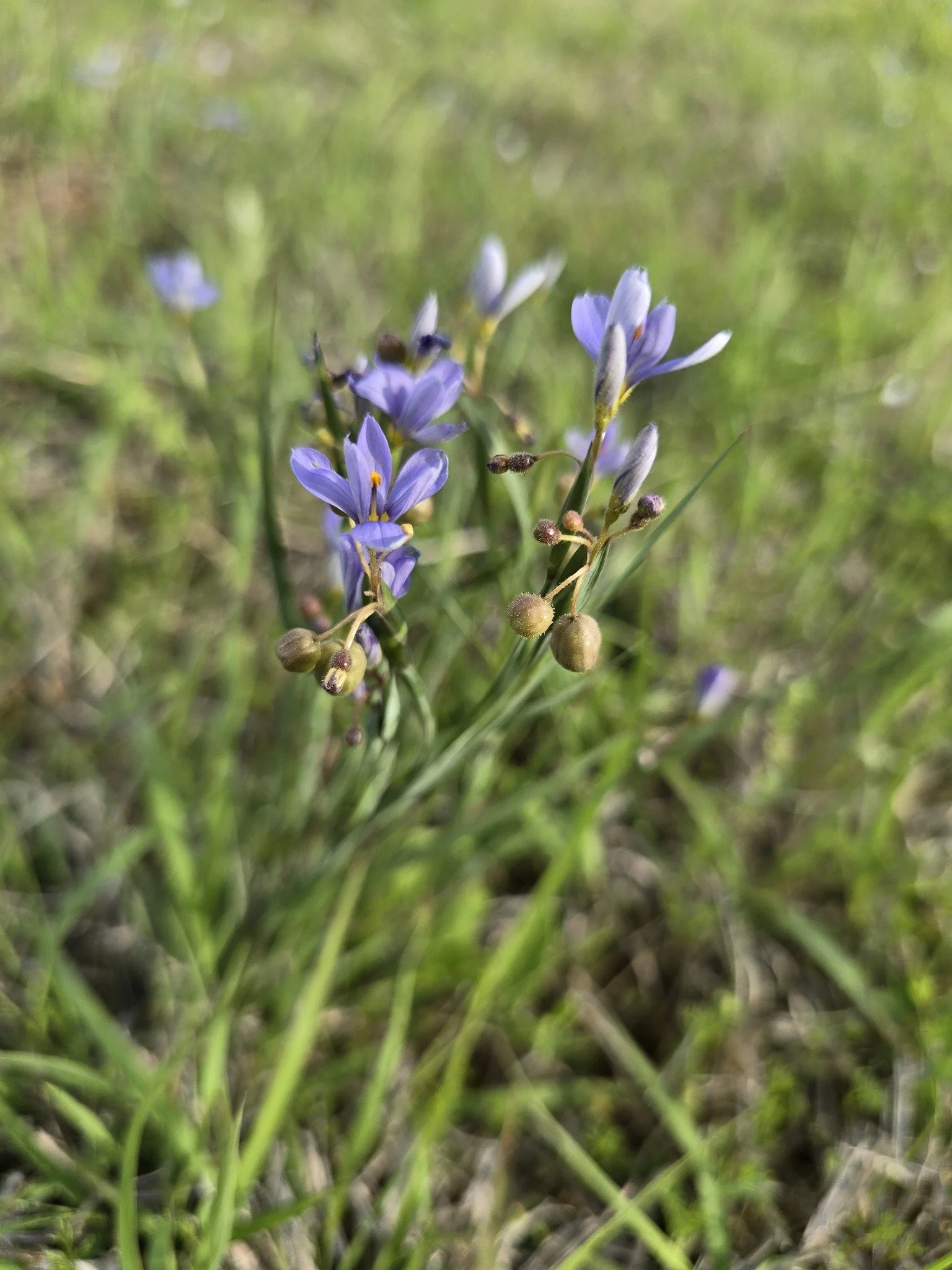 Blue Eyed Grass (Sisyrinchium campestre)